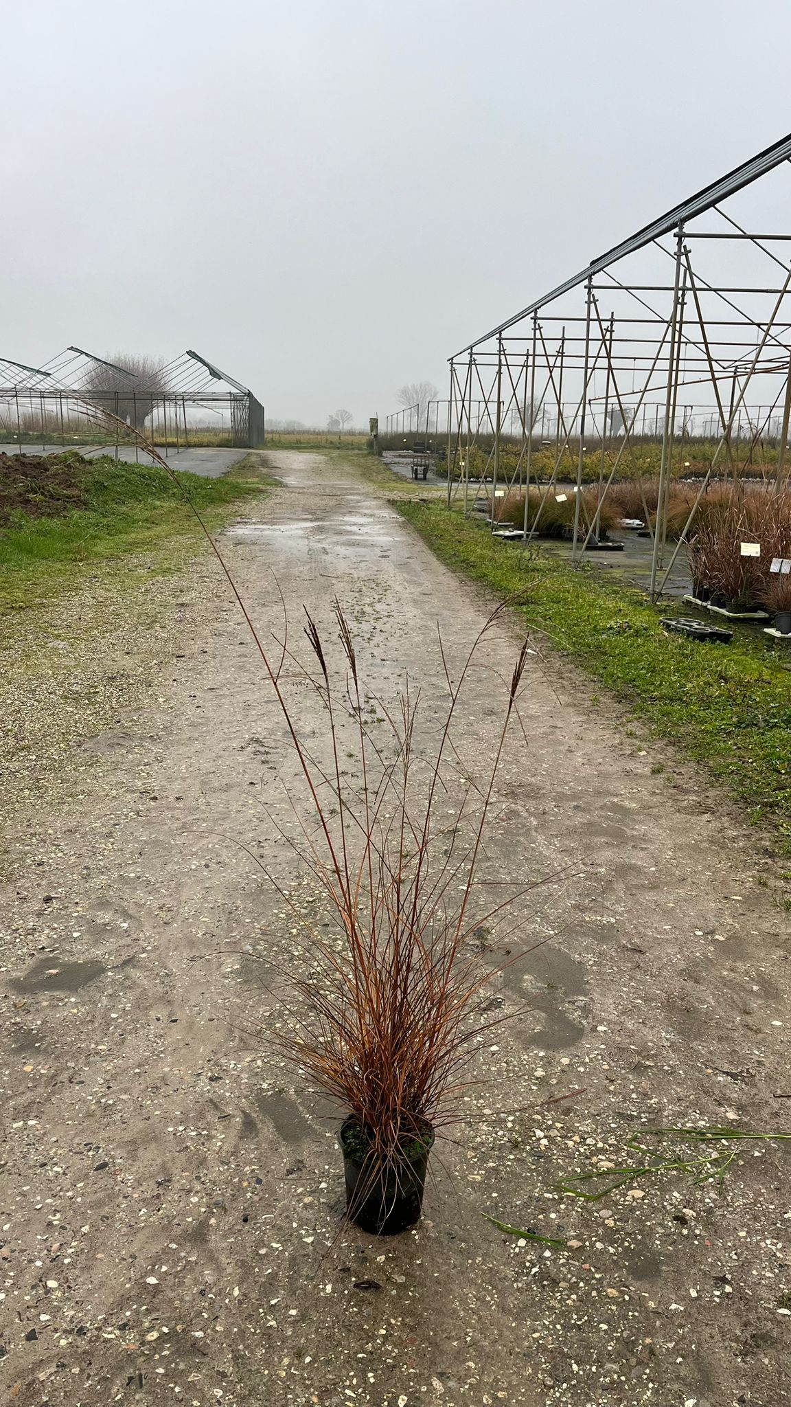 MISC.SI_.GR_.B2_4933