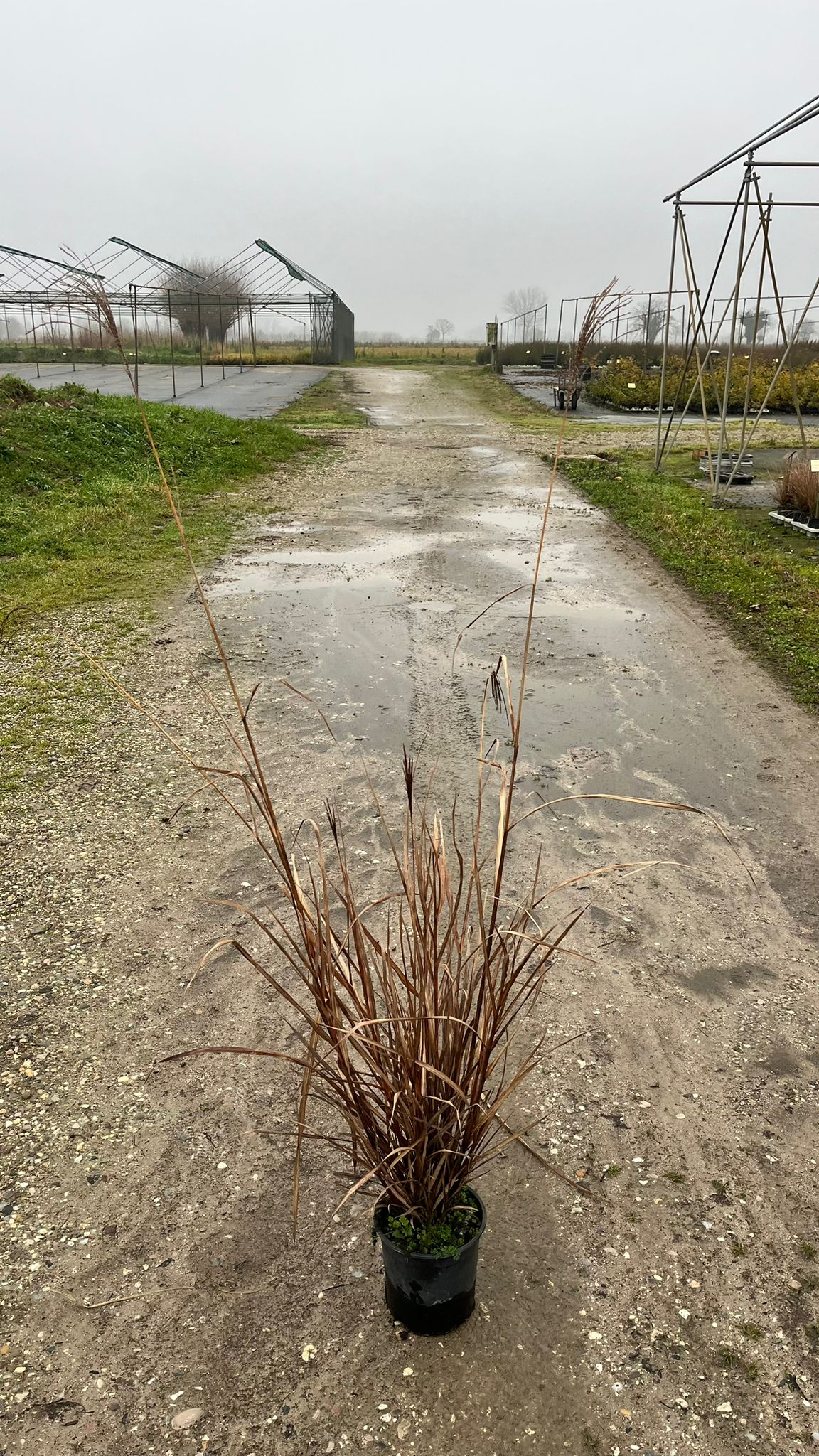 MISC.SI_.SD_.B2_4929