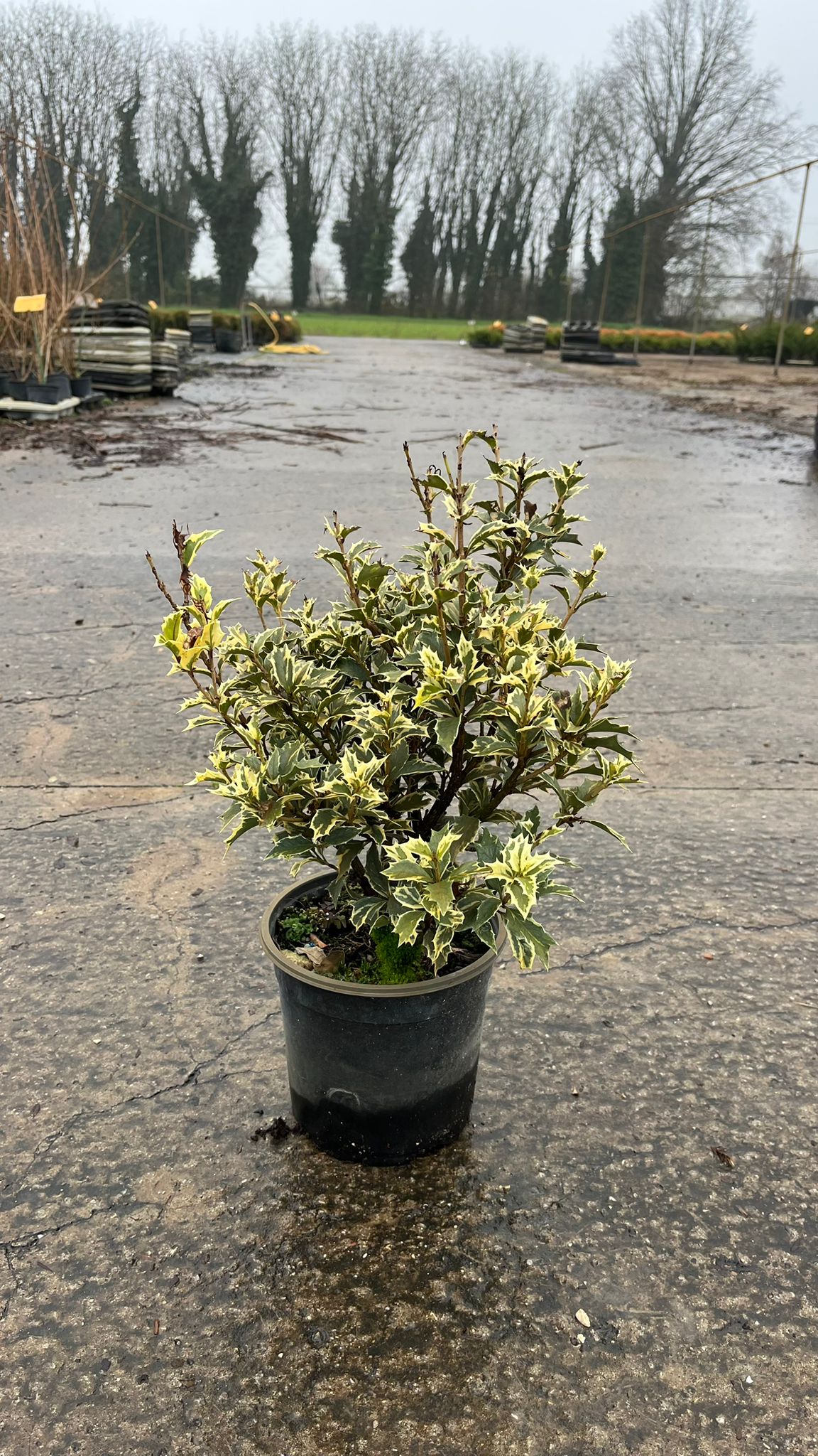 OSMA.HE_.VA_.B2_4897