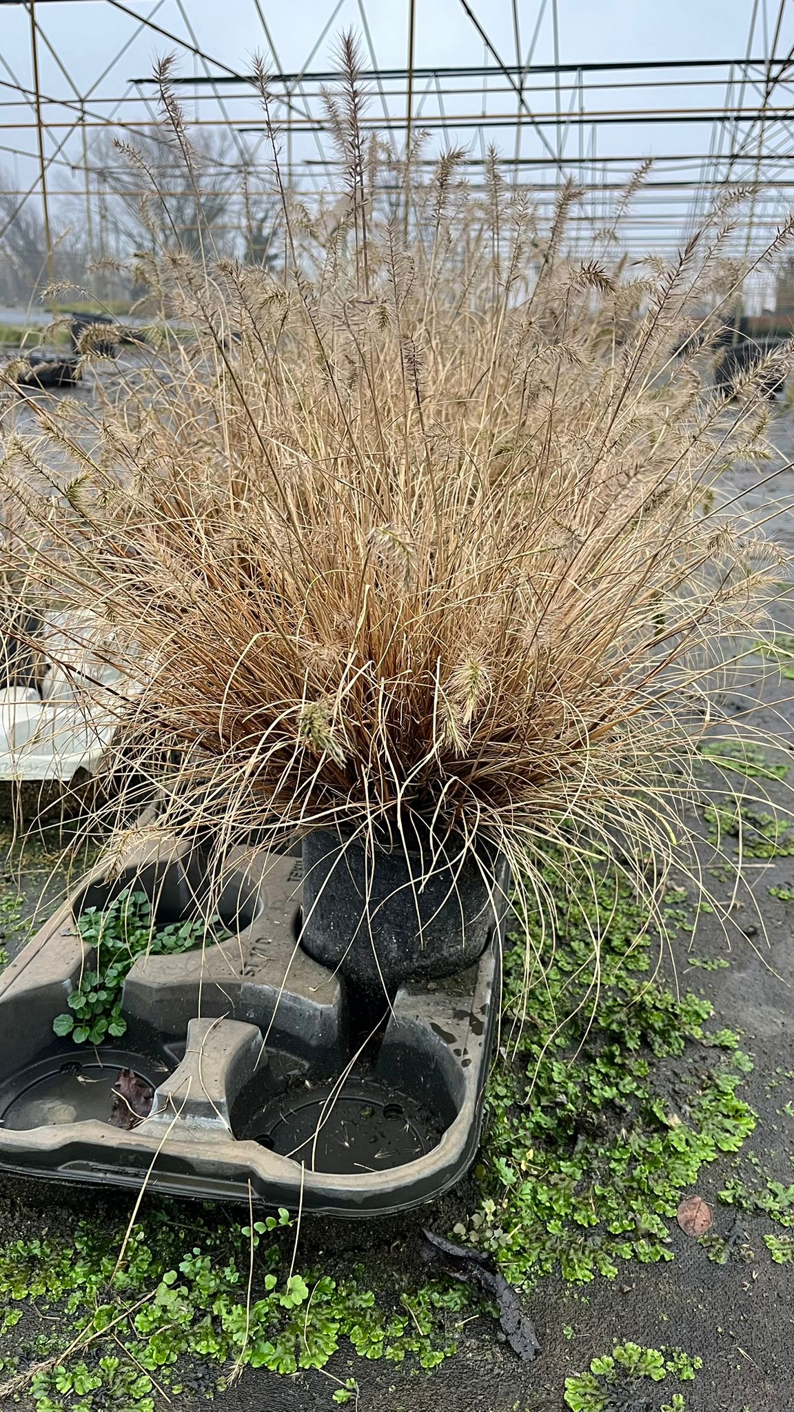 PENN.AL_.LB_.B2_4927