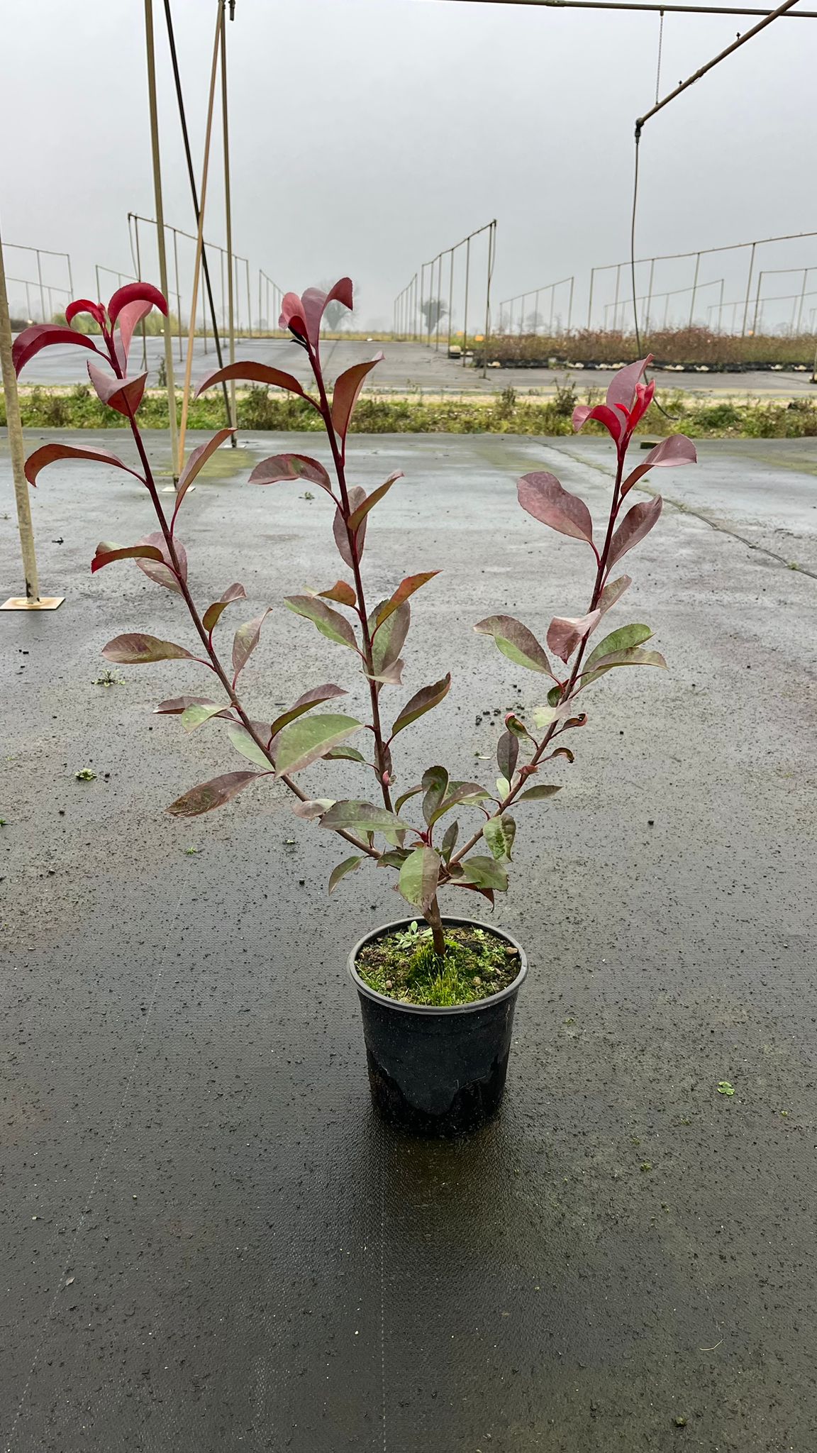 PHOT.FR_.RR_.B2_4926