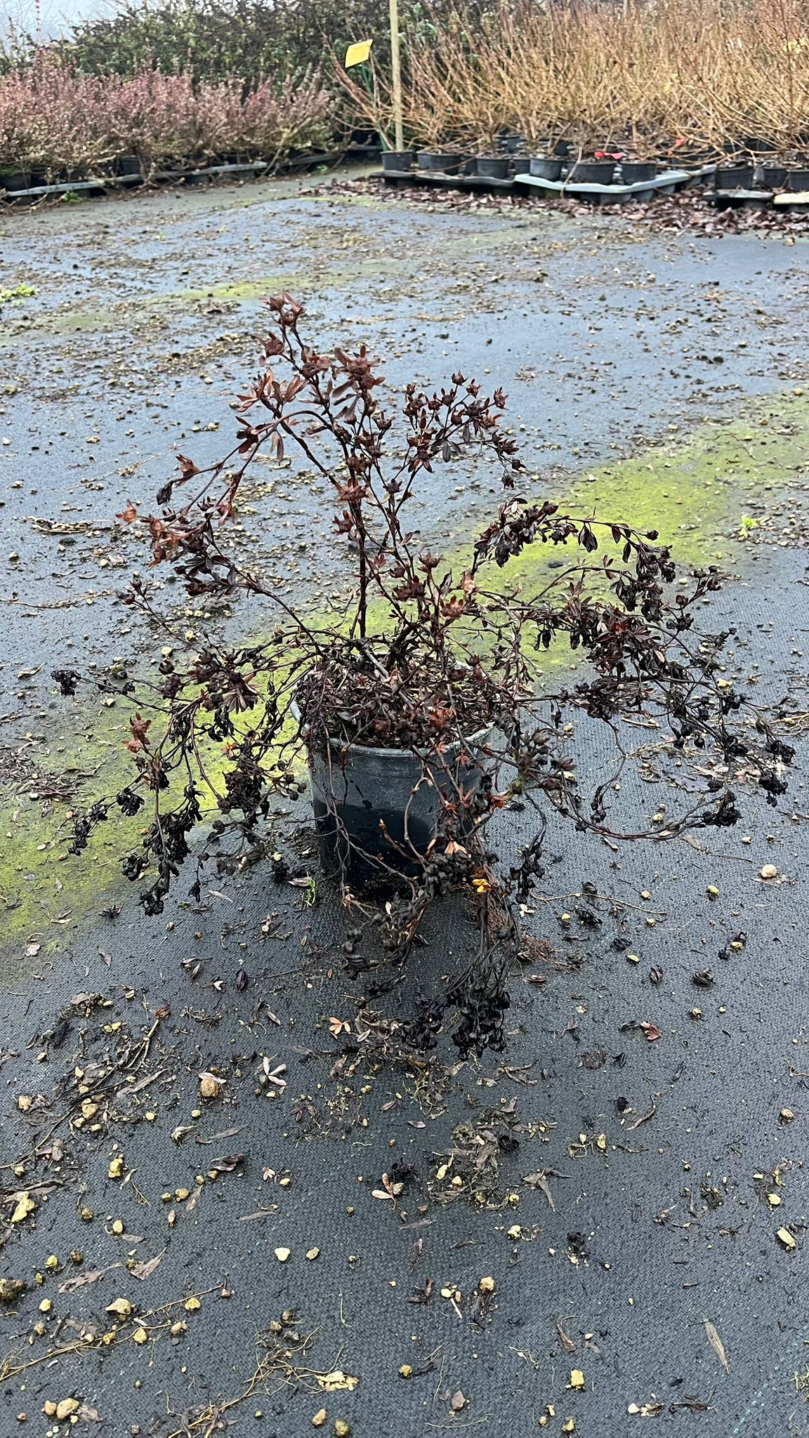 POTE.FR_.GS_.B2_4917