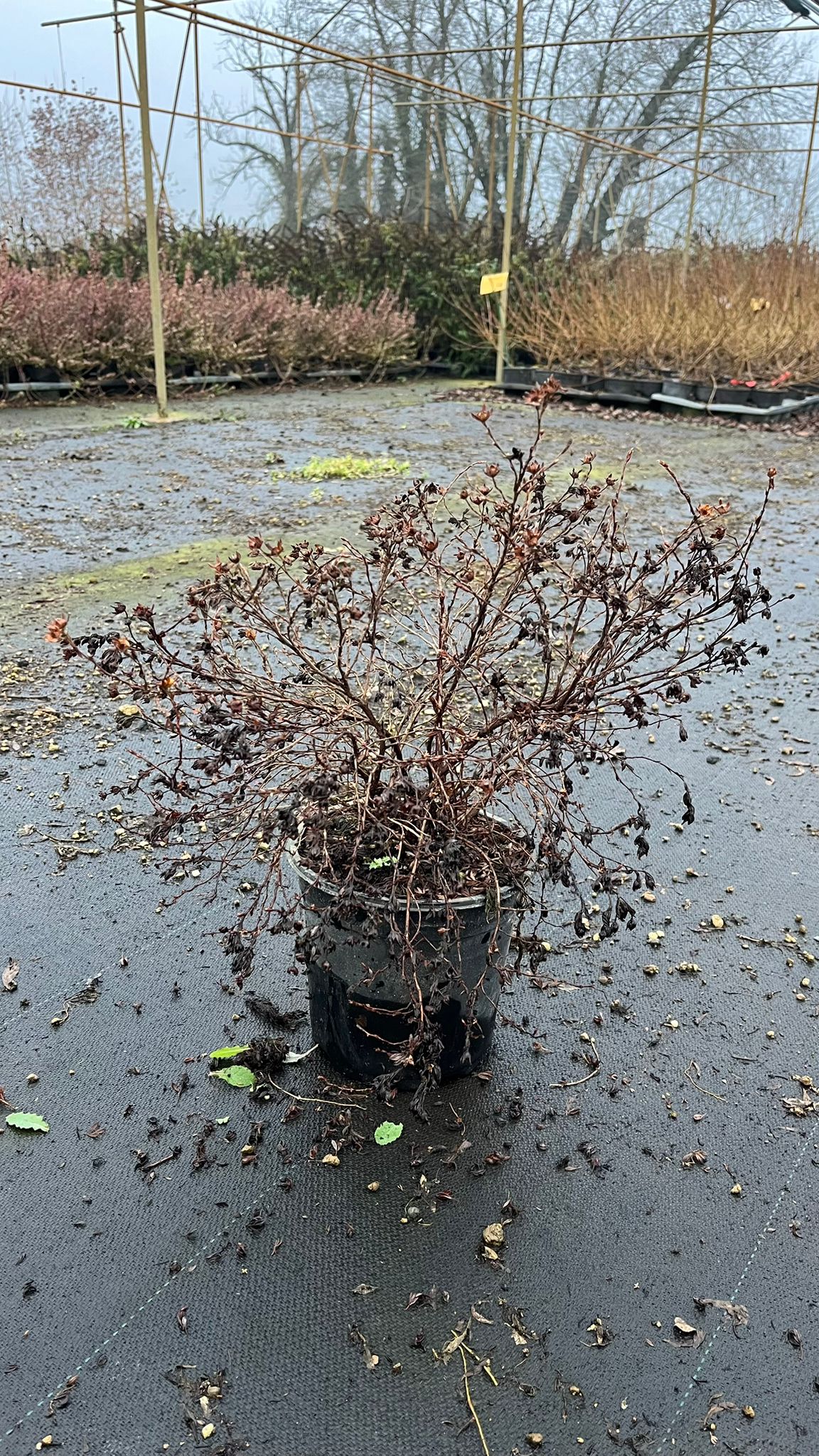 POTE.FR_.KO_.B2_4916