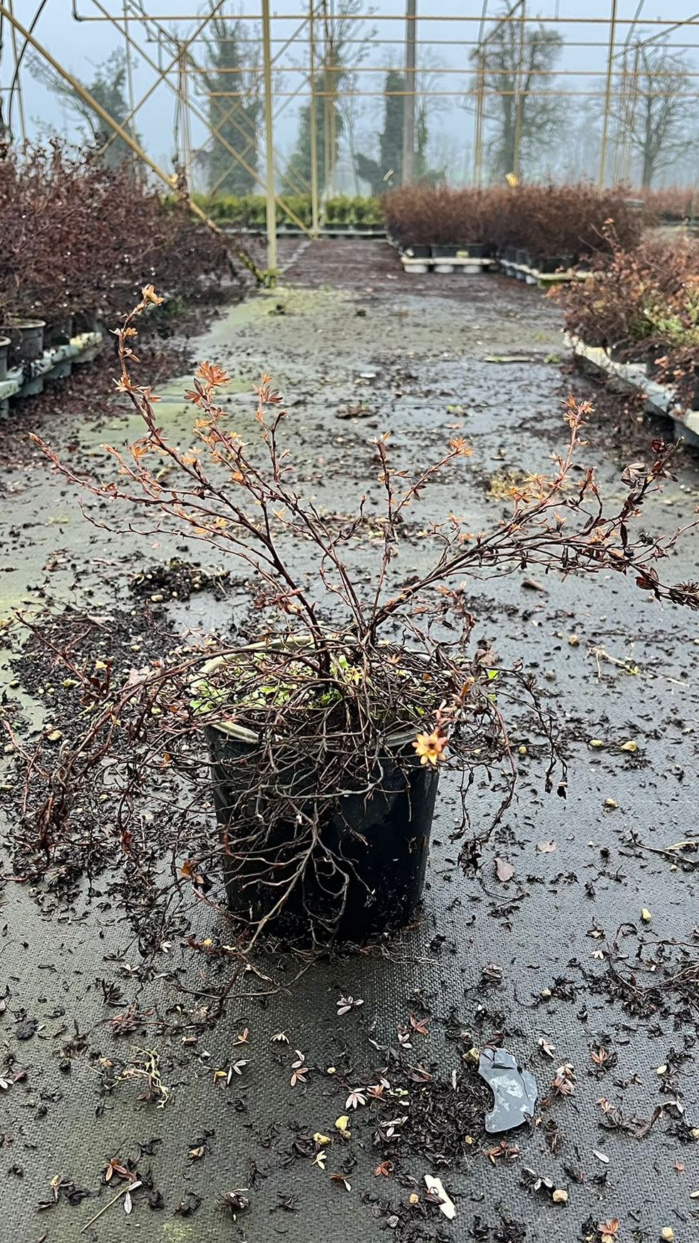 POTE.FR_.MRR_.B2_4915