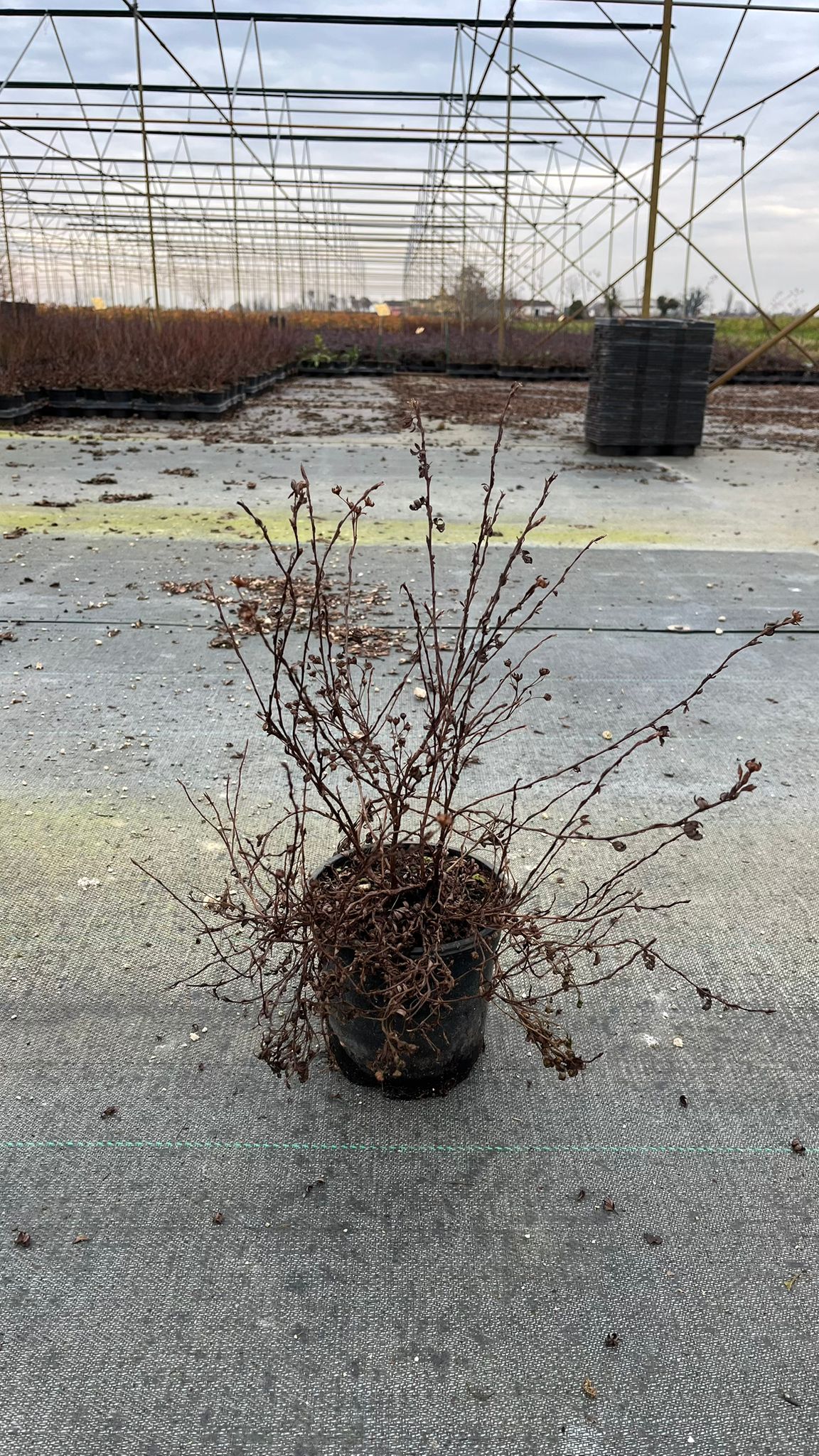 POTE.FR_.PB_.B1_4943