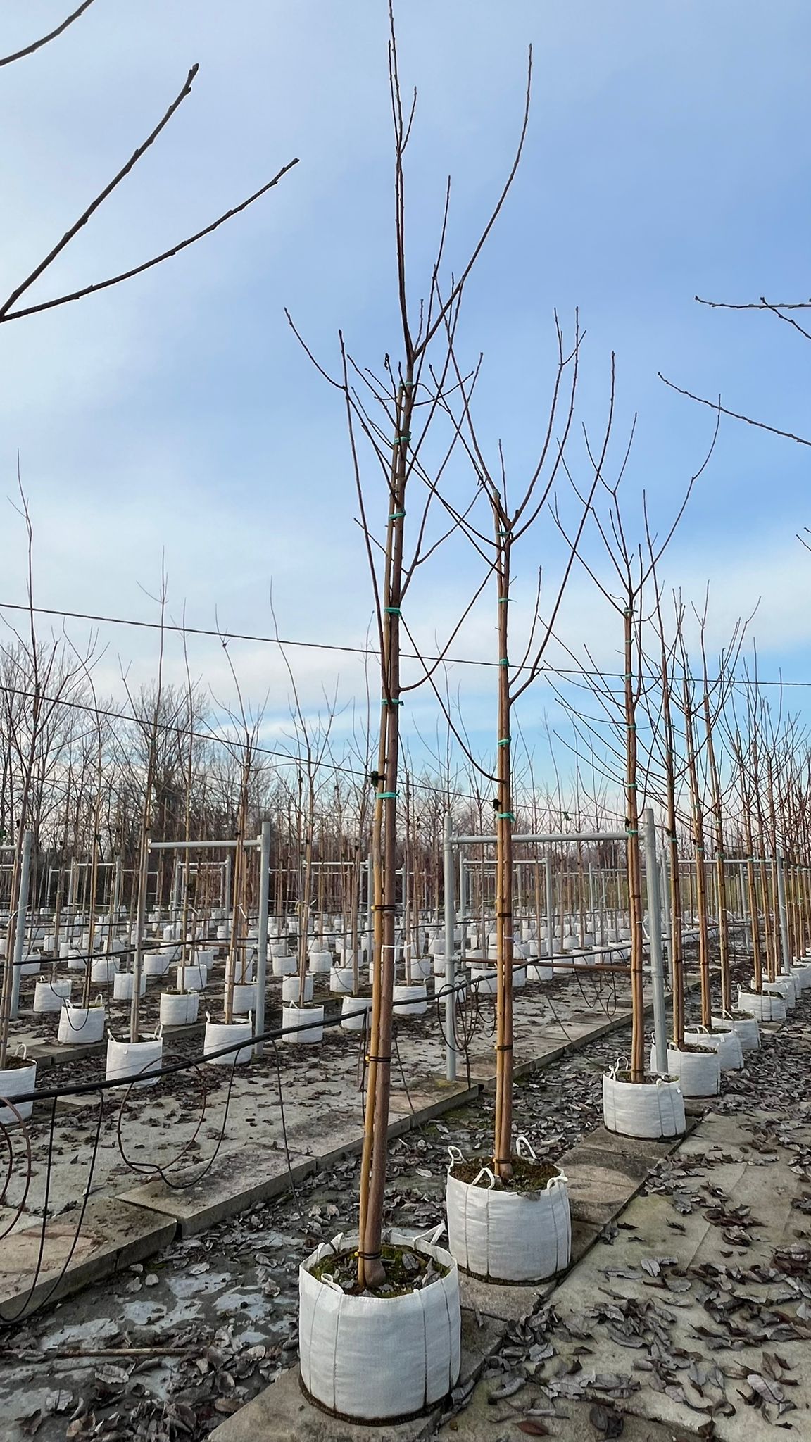 PRUN.PA_.WA_.V1_4863