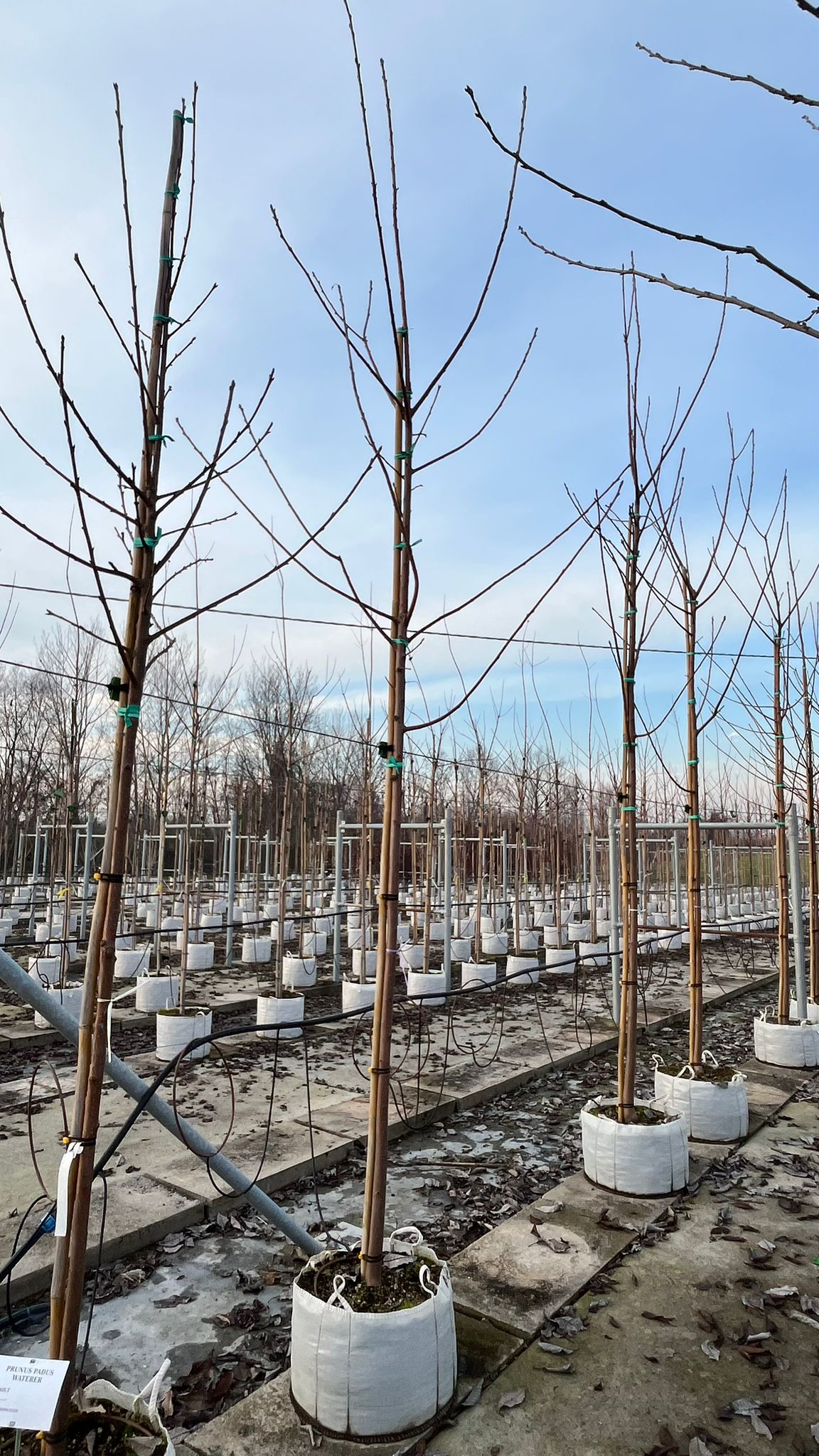 PRUN.PA_.WA_.V2_4861