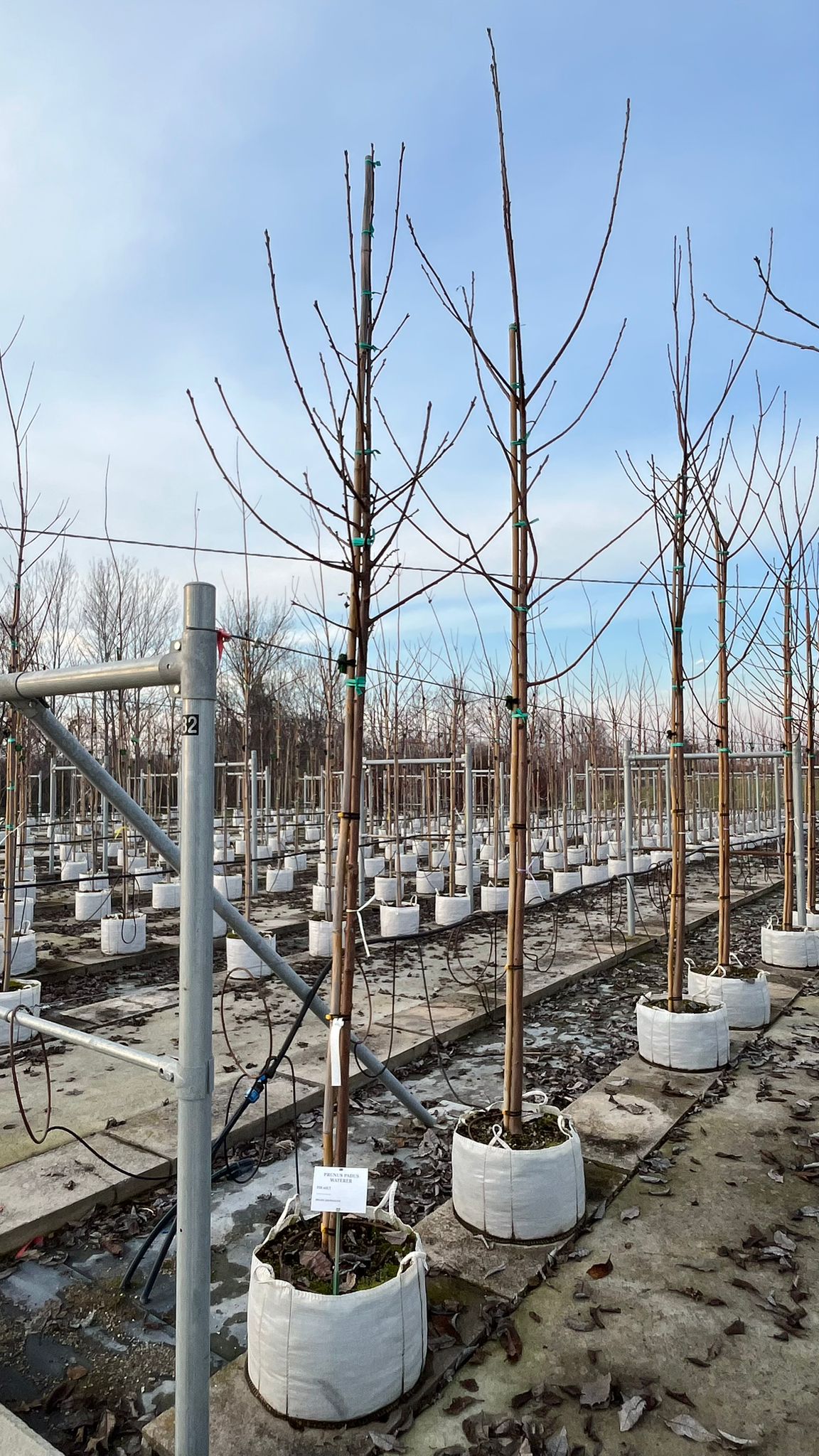 PRUN.PA_.WA_.V3_4862