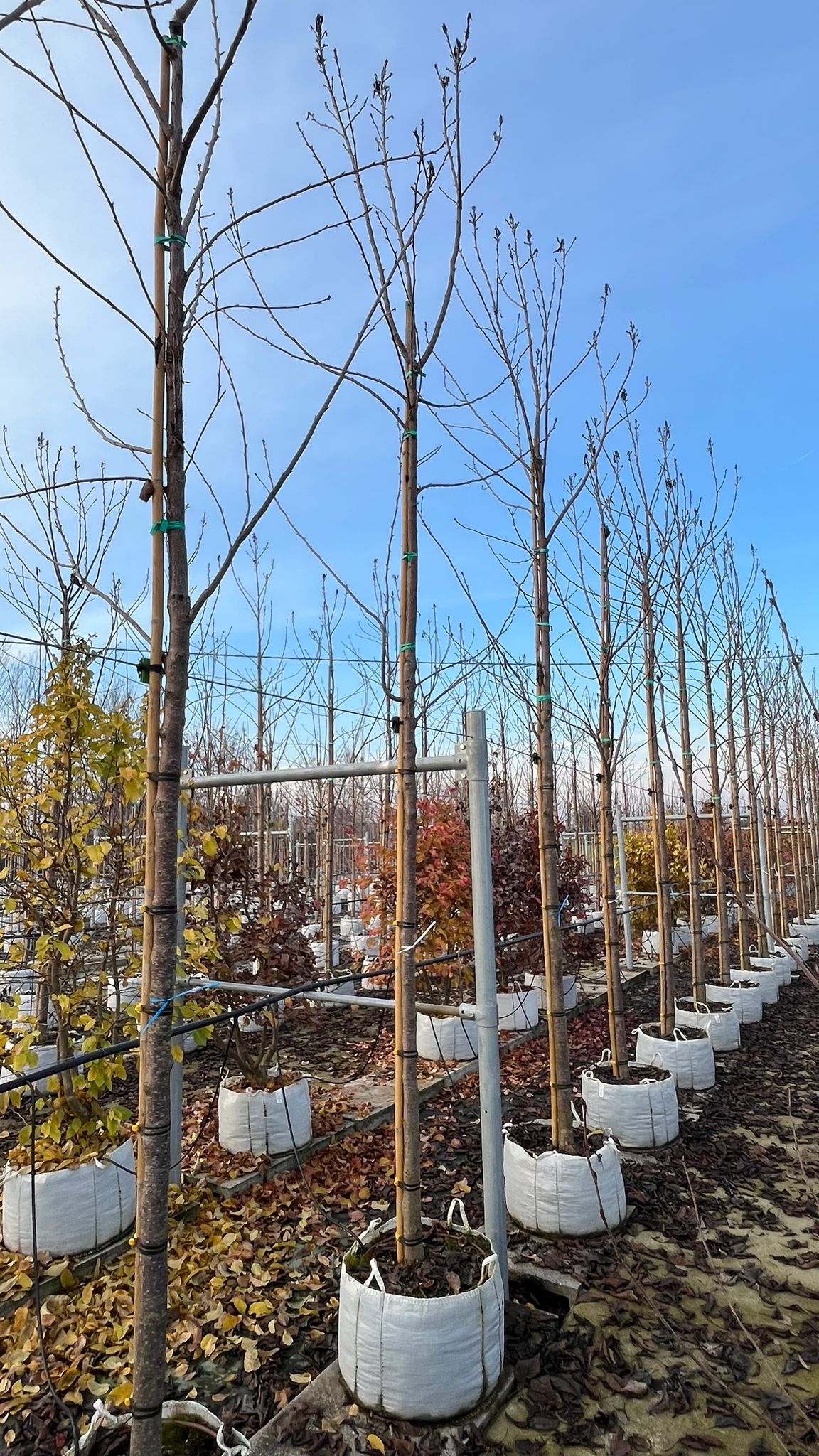 PRUN.SER_.BO_.V3_4852