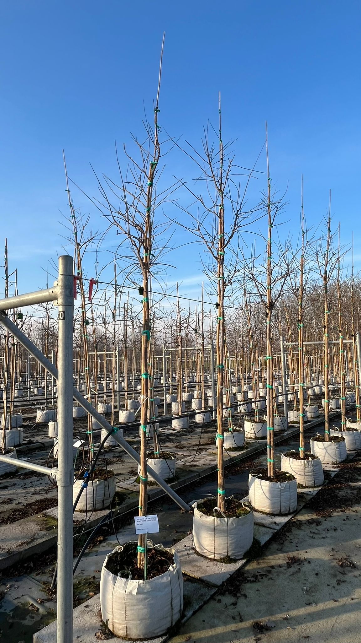 PUNI.GR_.FI_.V1_4837