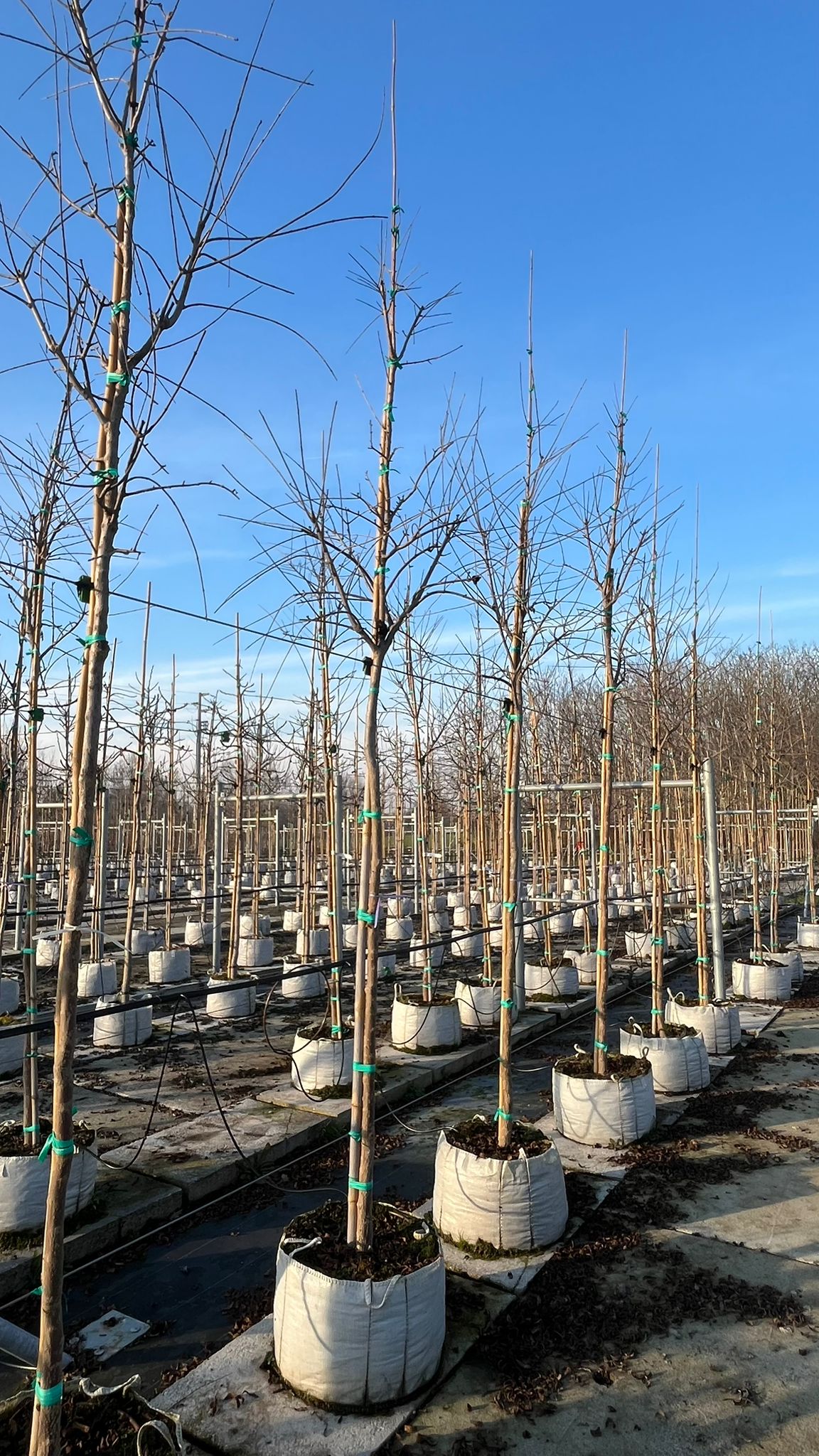 PUNI.GR_.FI_.V2_4836