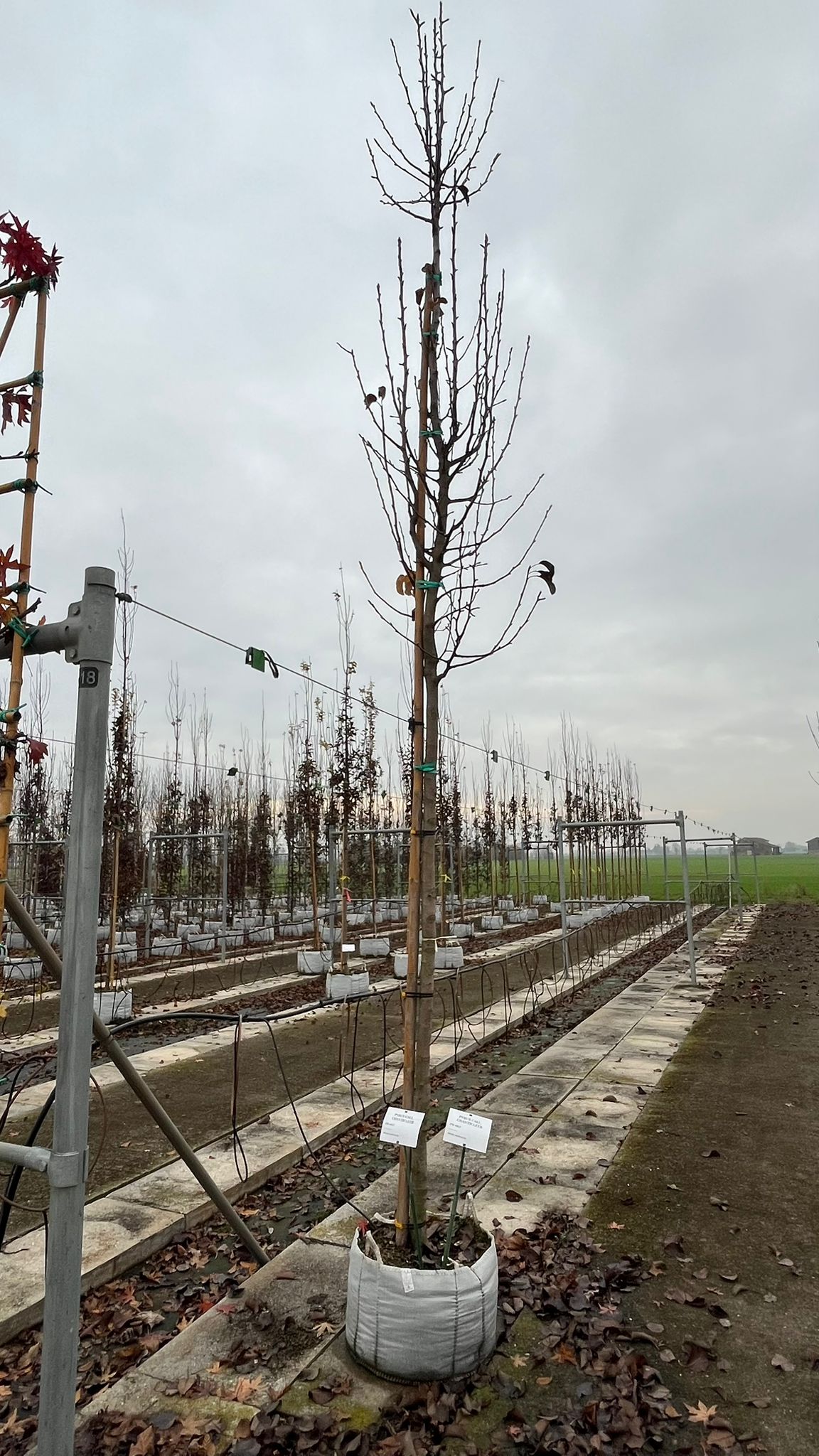 PYRU.CA_.CH_.Z8_4896