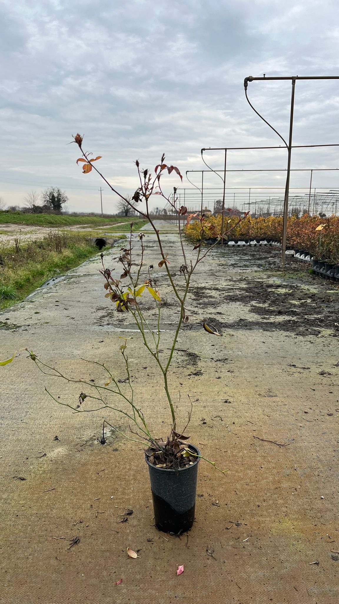 ROSA.PI_.KN_.B1_4936