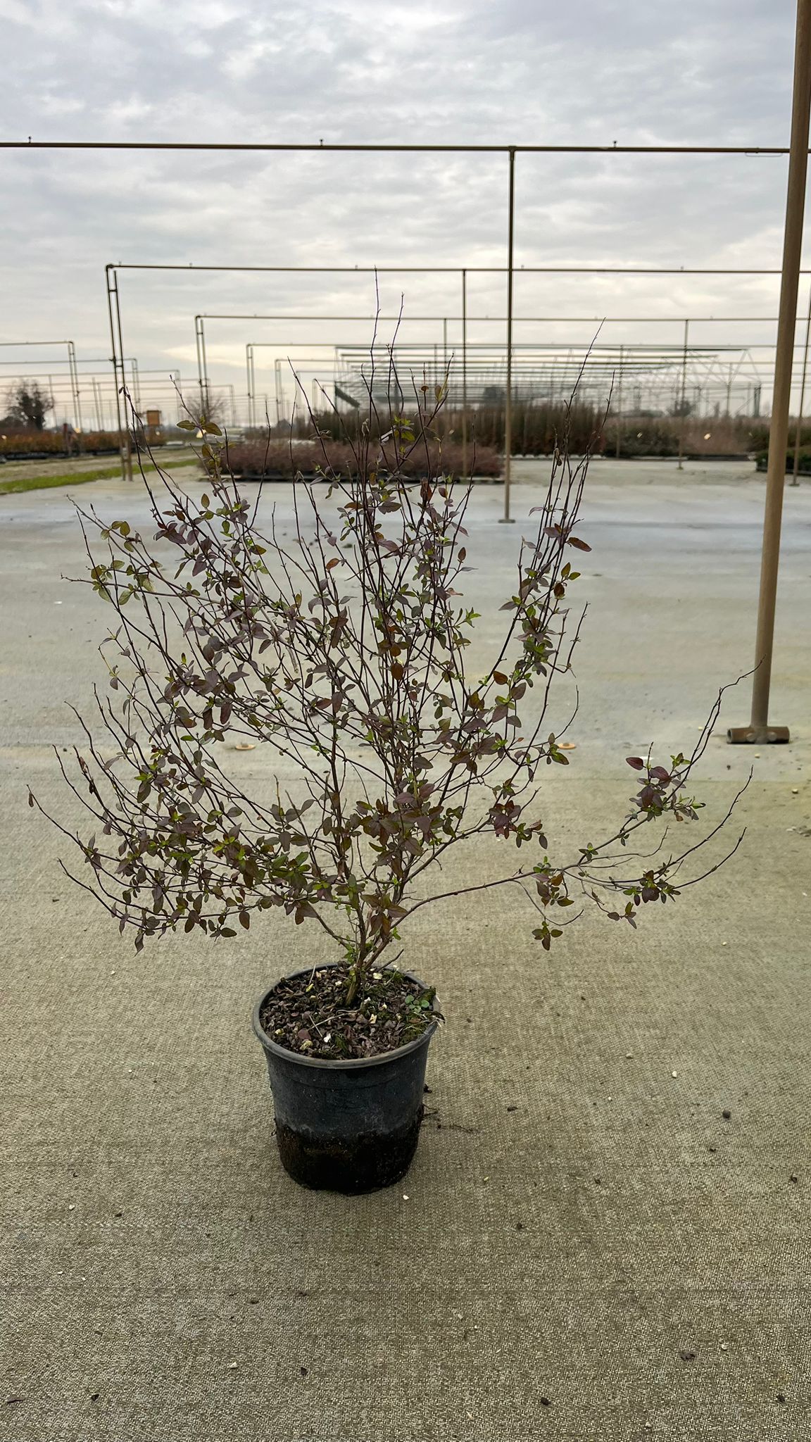 SALV.MI_.HL_.B2_4937