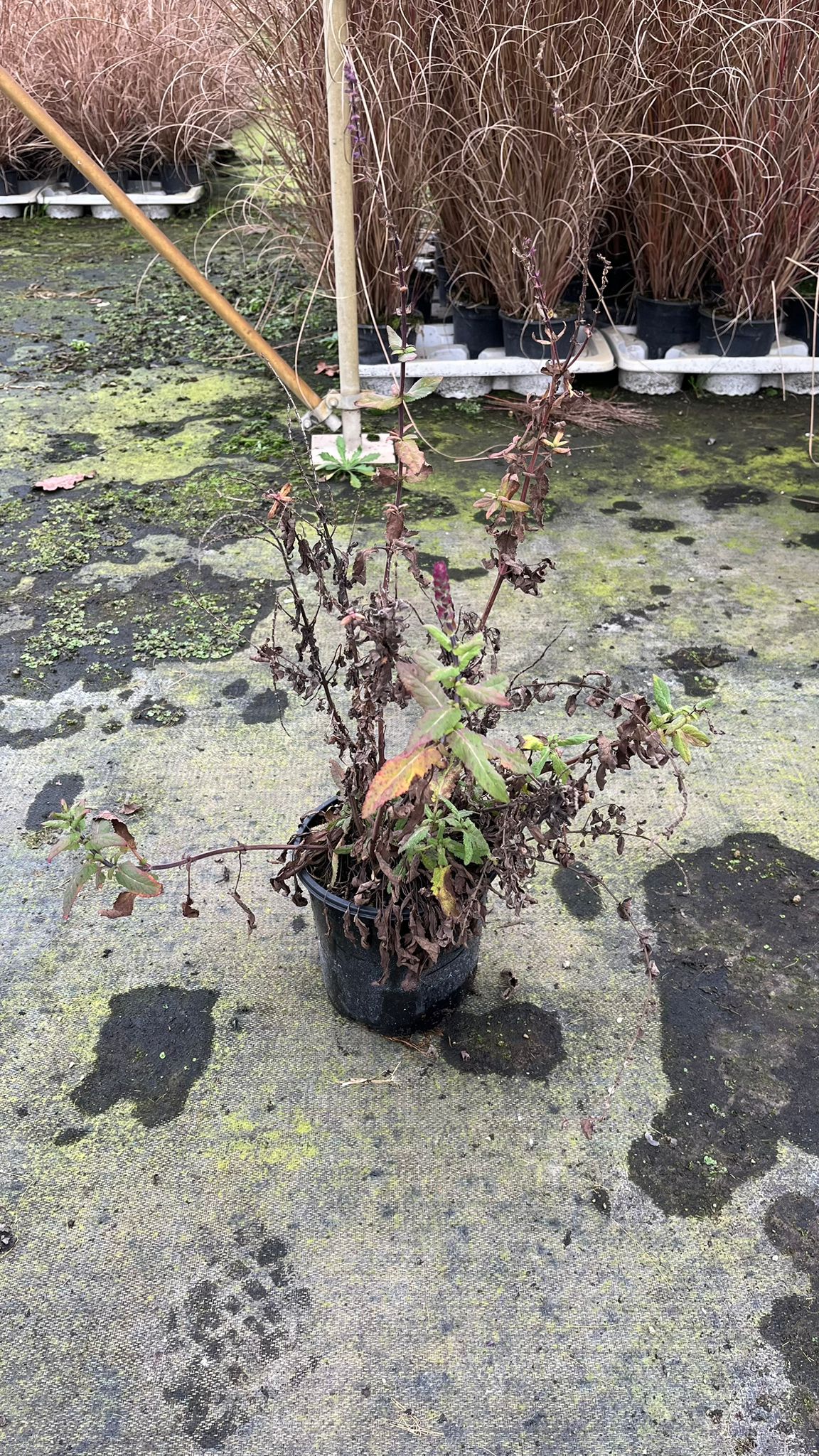 SALV.NE_.CA_.B2_4948