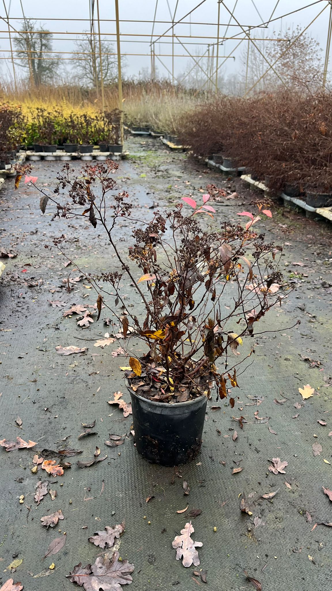 SPIR.BU_.AW_.B1_4912