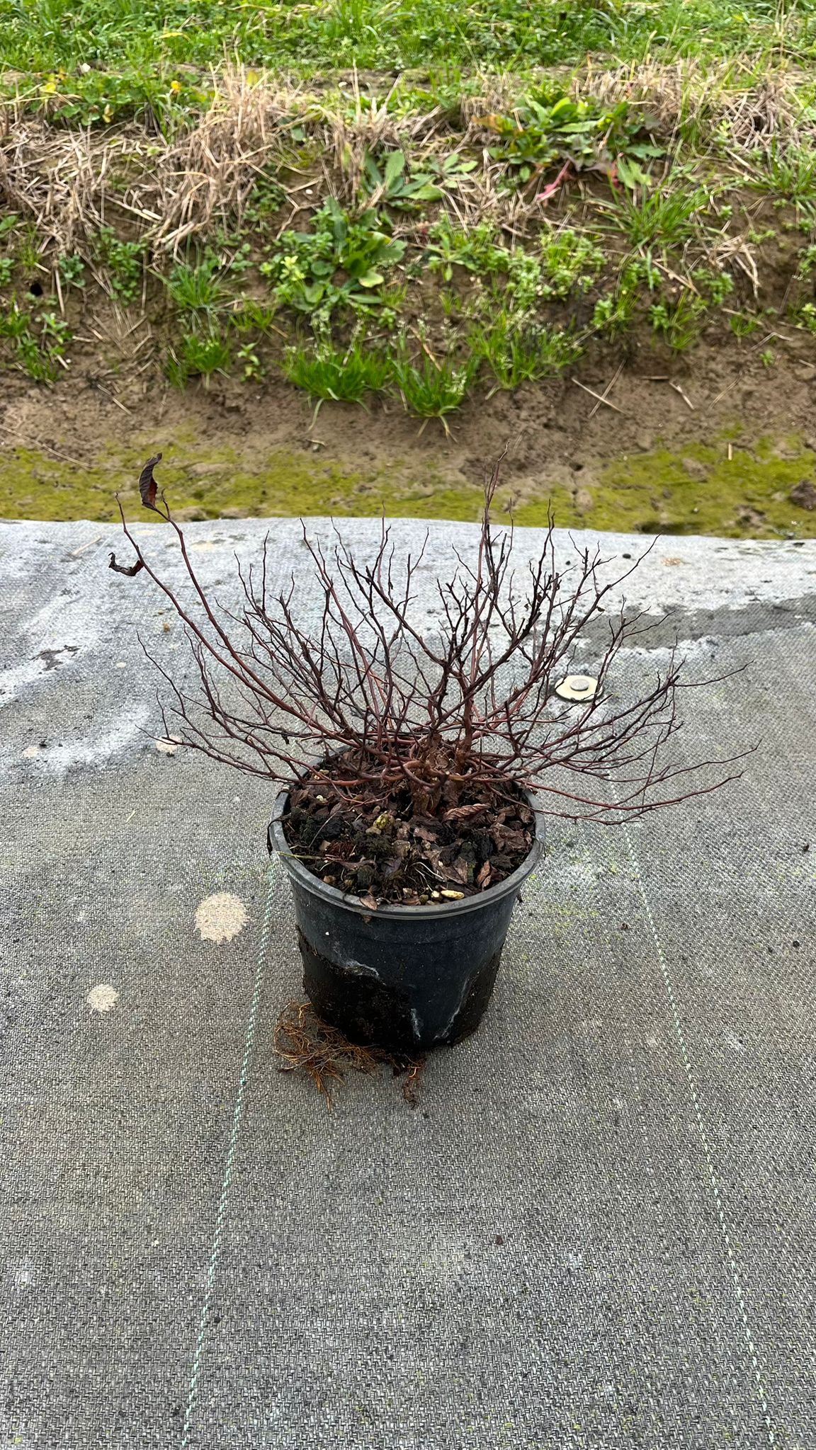 SPIR.BU_.GF_.B1_4947