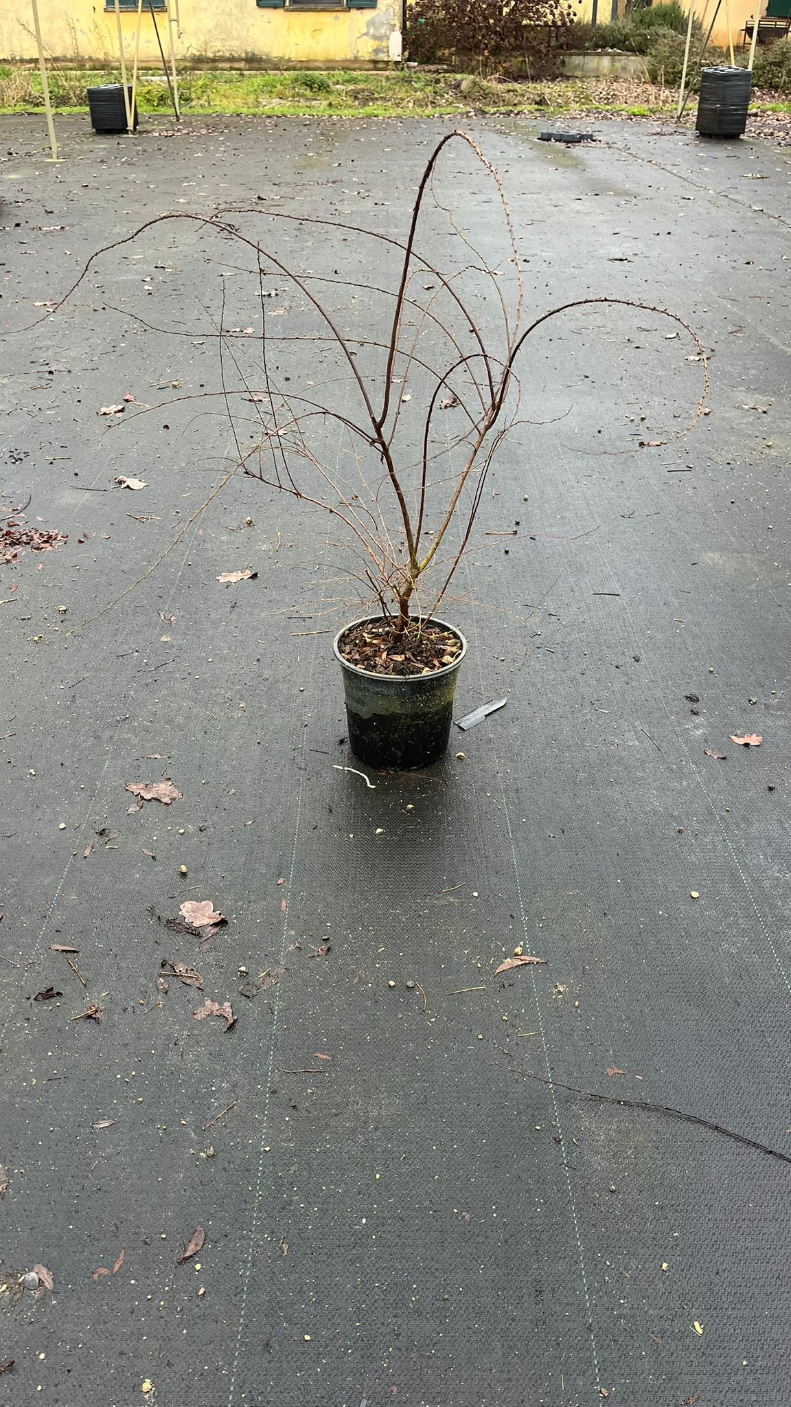 SPIR.CI_.GS_.B2_4907