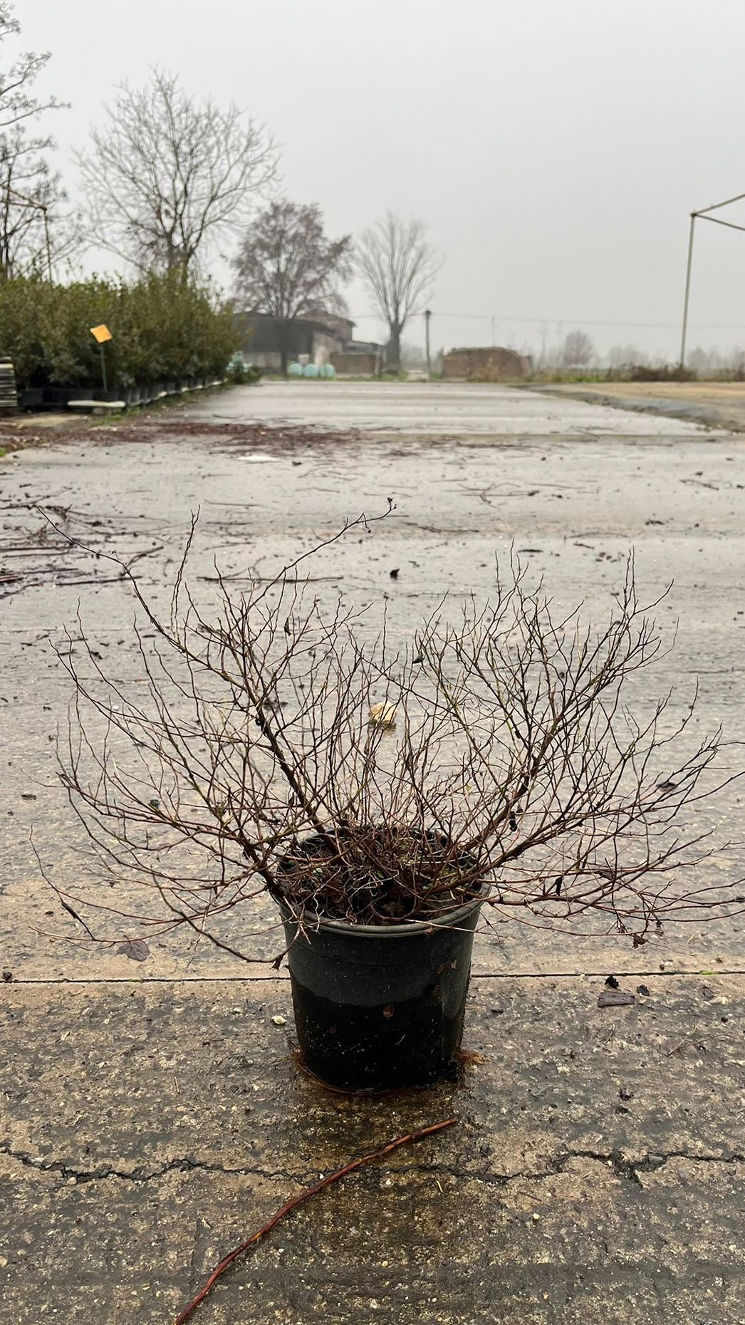 SPIR.JA_.GP_.B1_4905