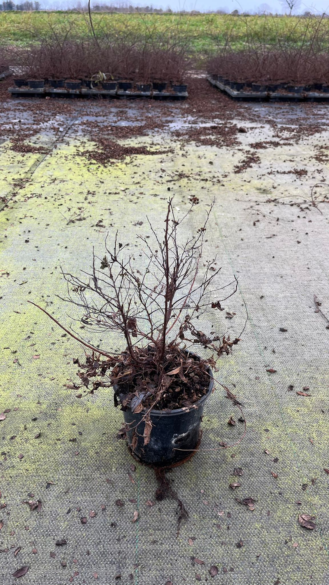 SPIR.JA_.SH_.B1_4946