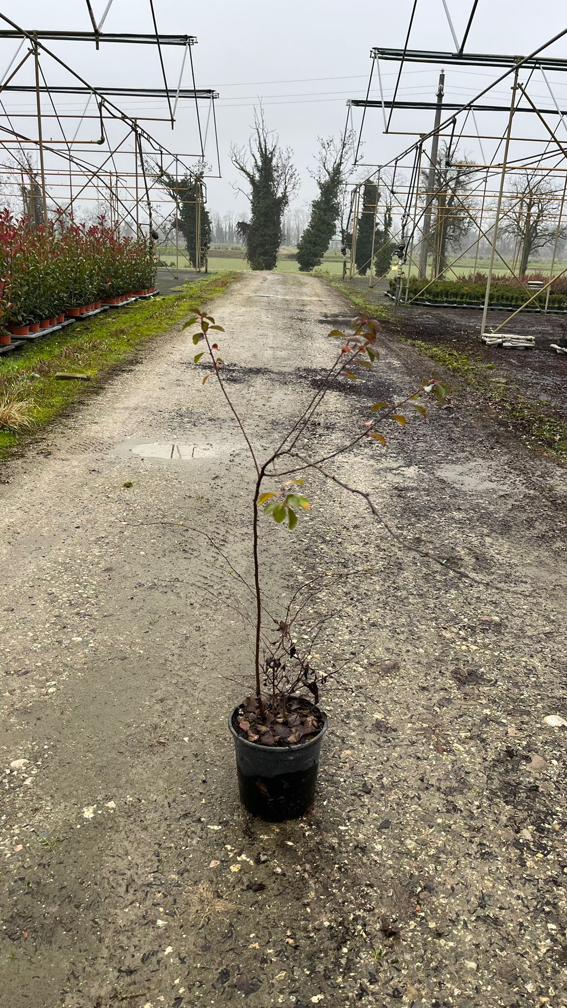 SPIR.VA_.HO_.B1_4913