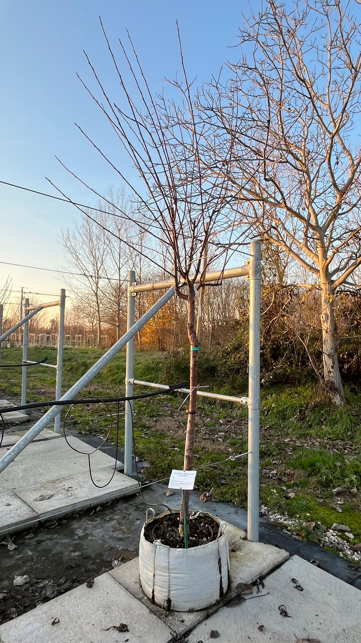 SUSI.GR_.DF_.V2_4831