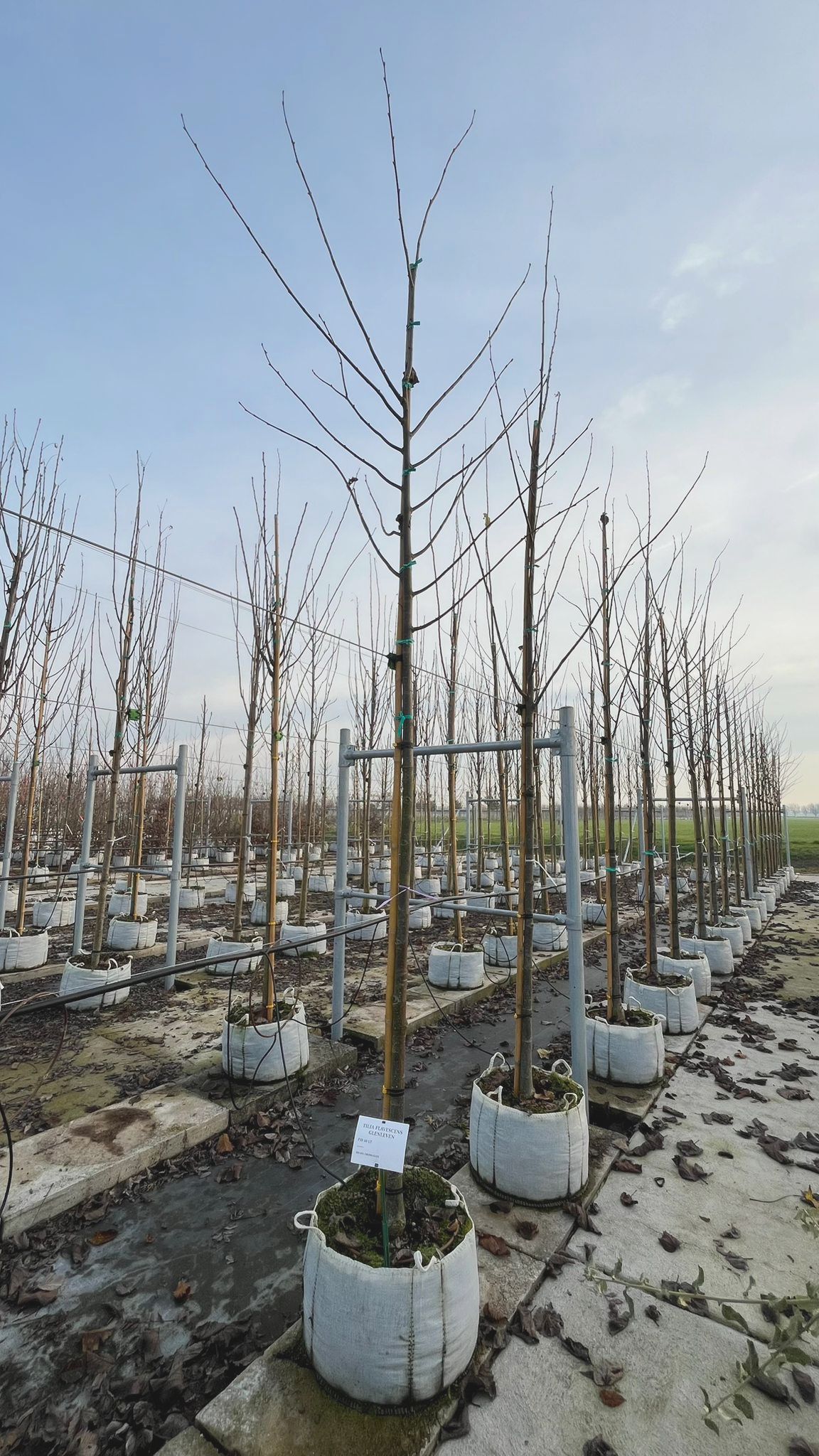 TILI.FL_.GL_.V2_4858