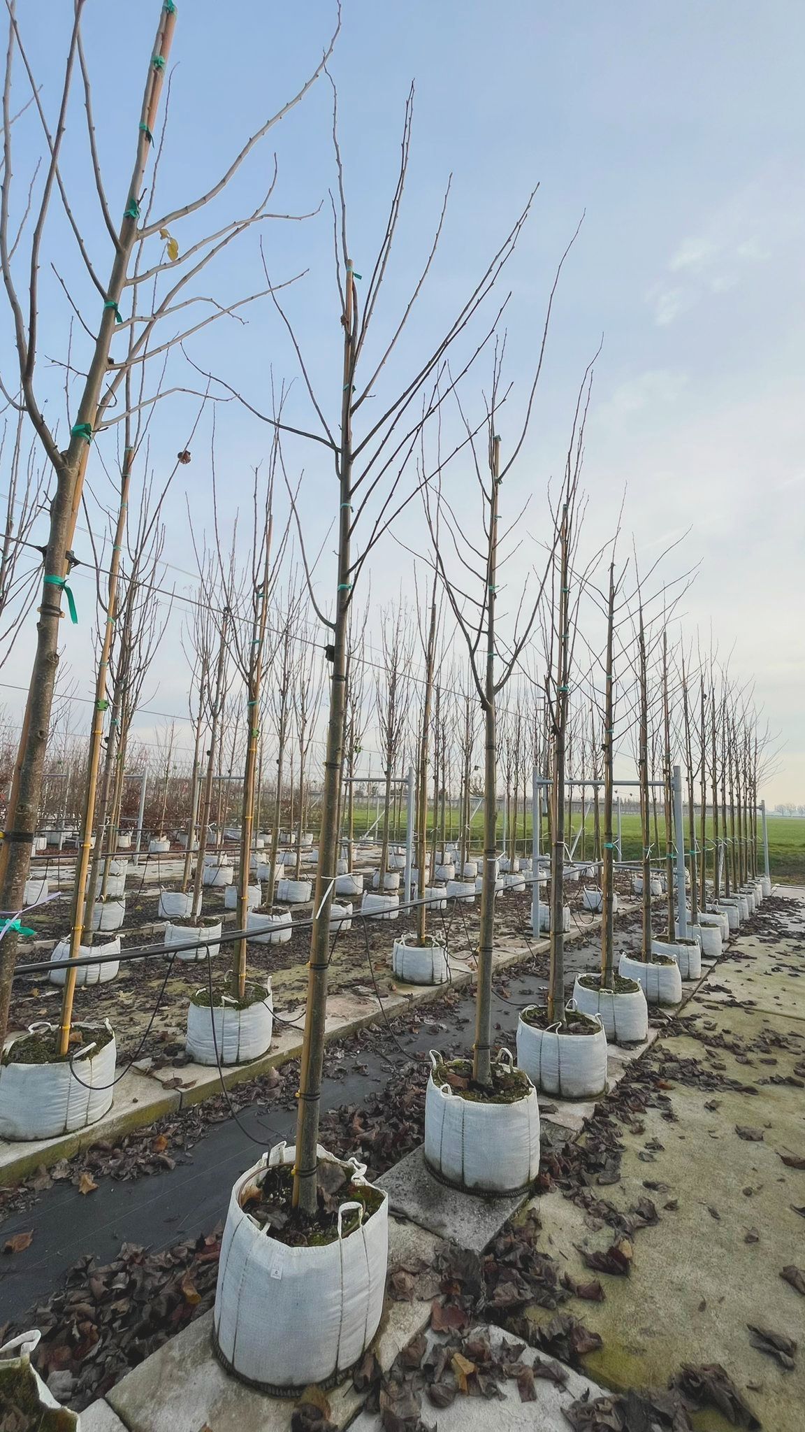 TILI.FL_.GL_.V3_4860