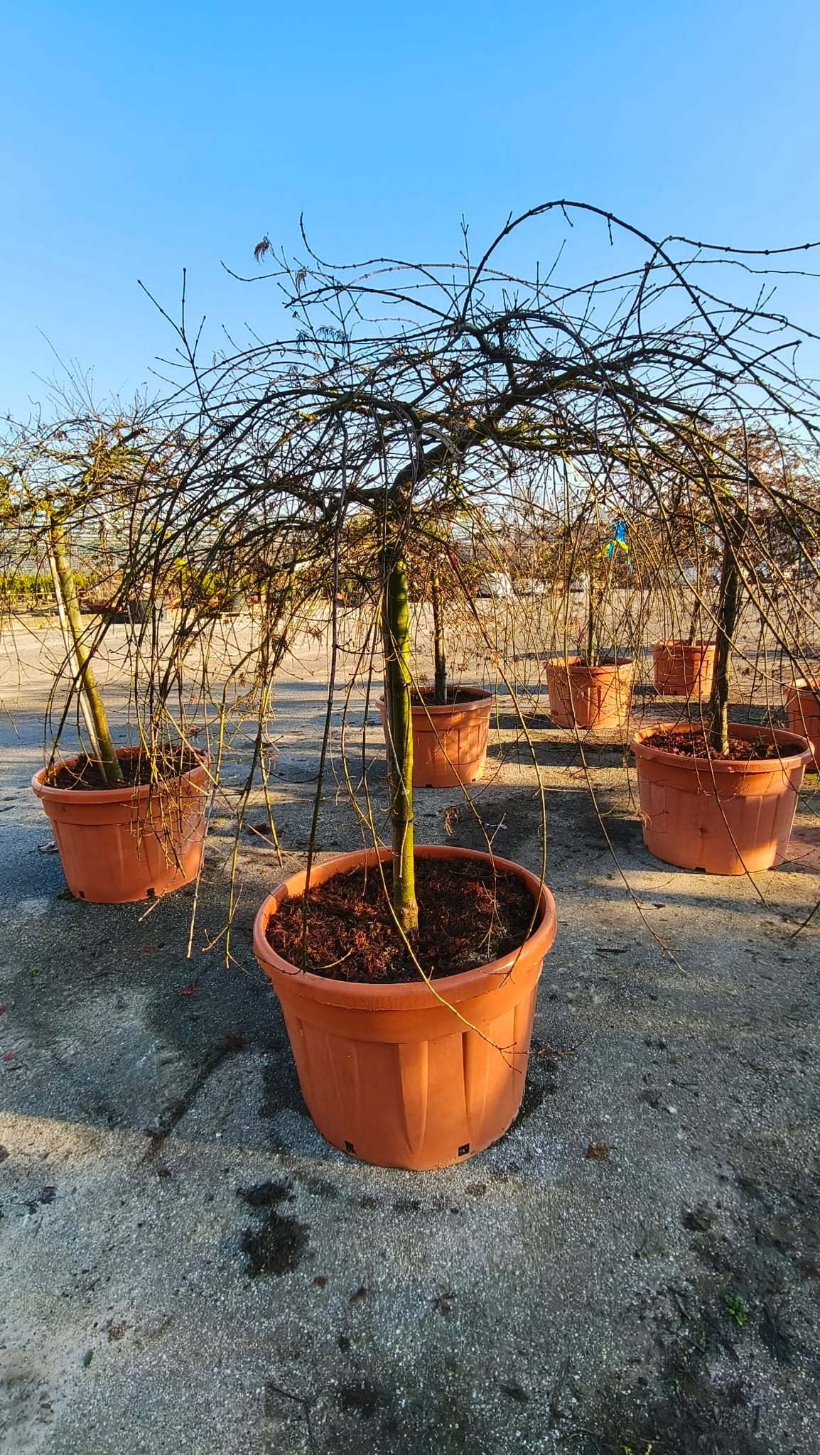 ACER.DI_.EL_.V5_4956