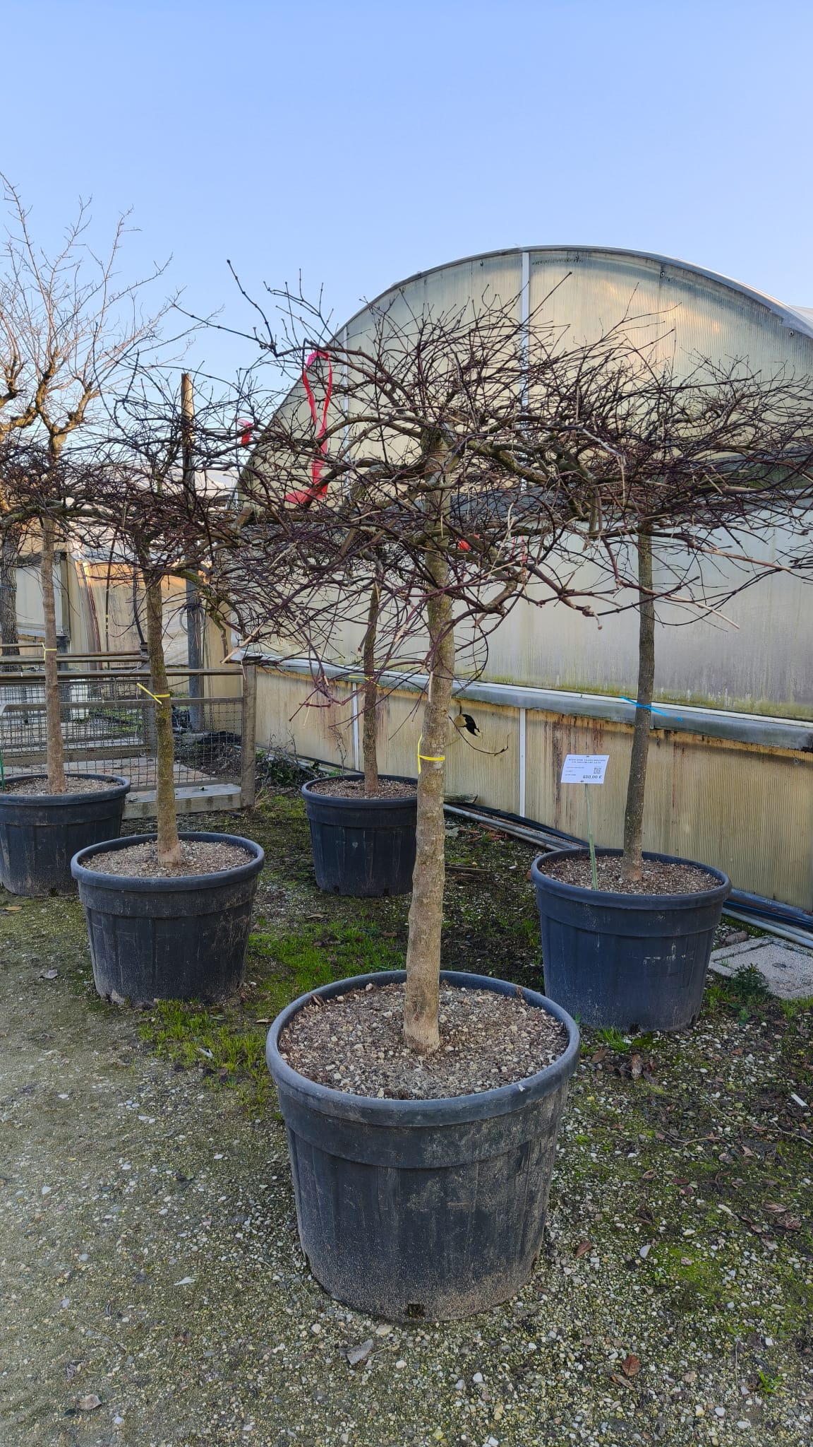 ACER.DI_.IS_.V5_4973