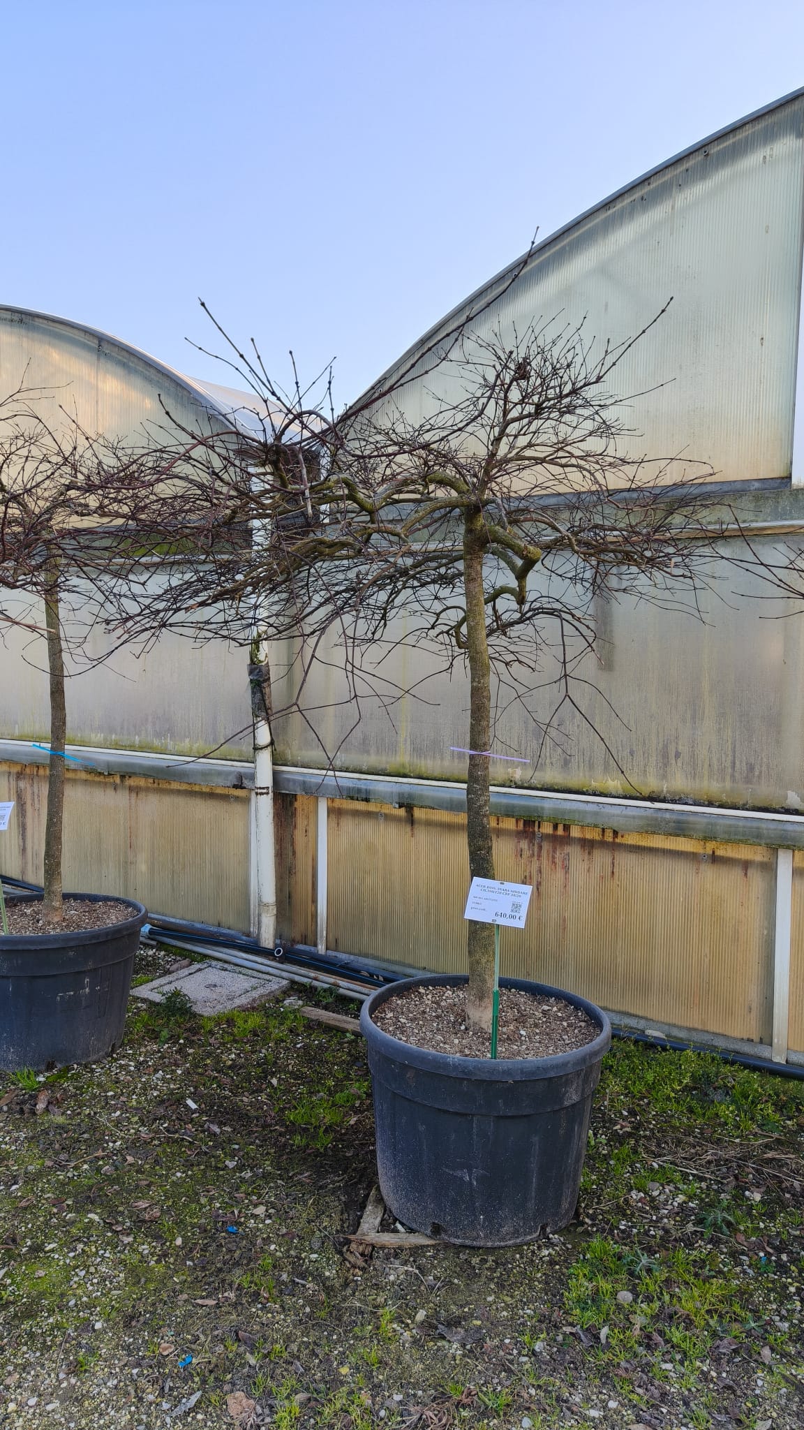 ACER.DI_.IS_.V6_4974