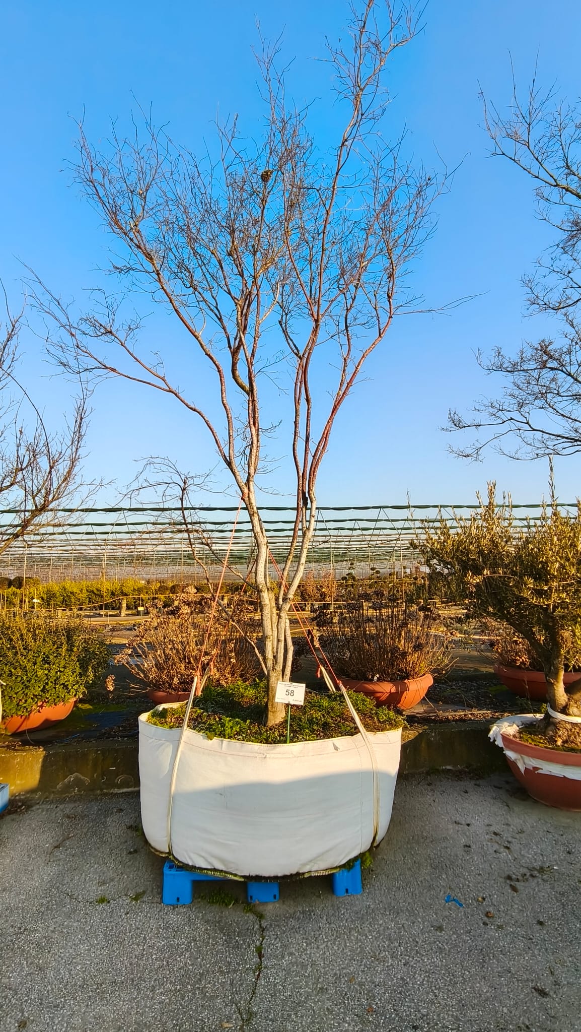 ACER.PA_.BG_.58VAS_4960