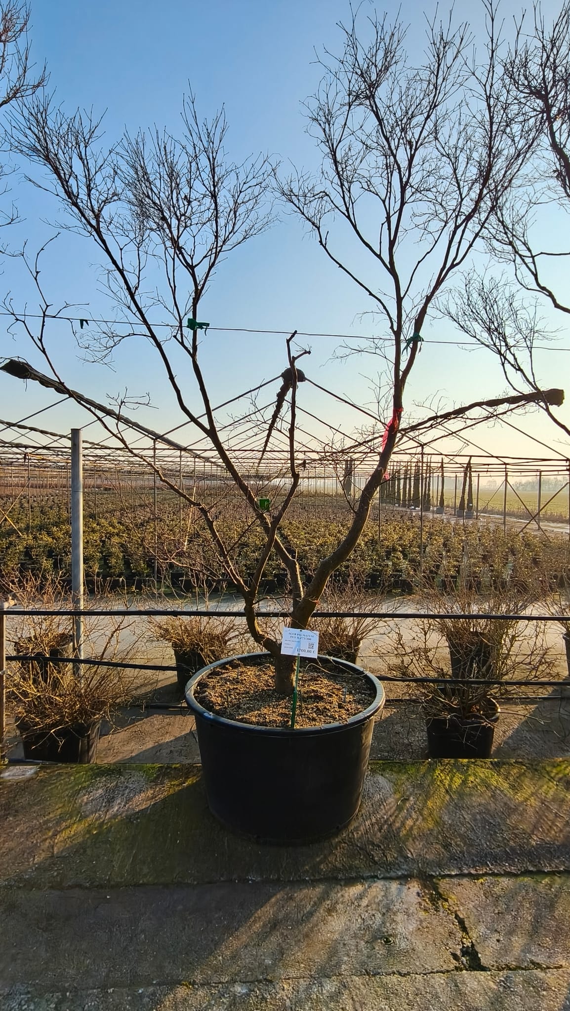 ACER.PA_.FG_.VC3_4994