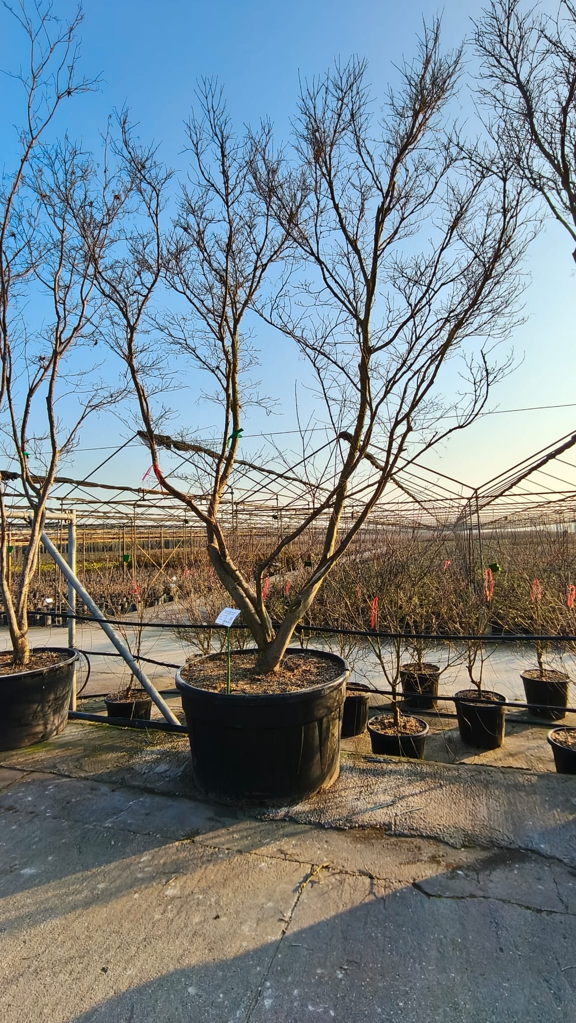 ACER.PA_.FG_.VC4_4988