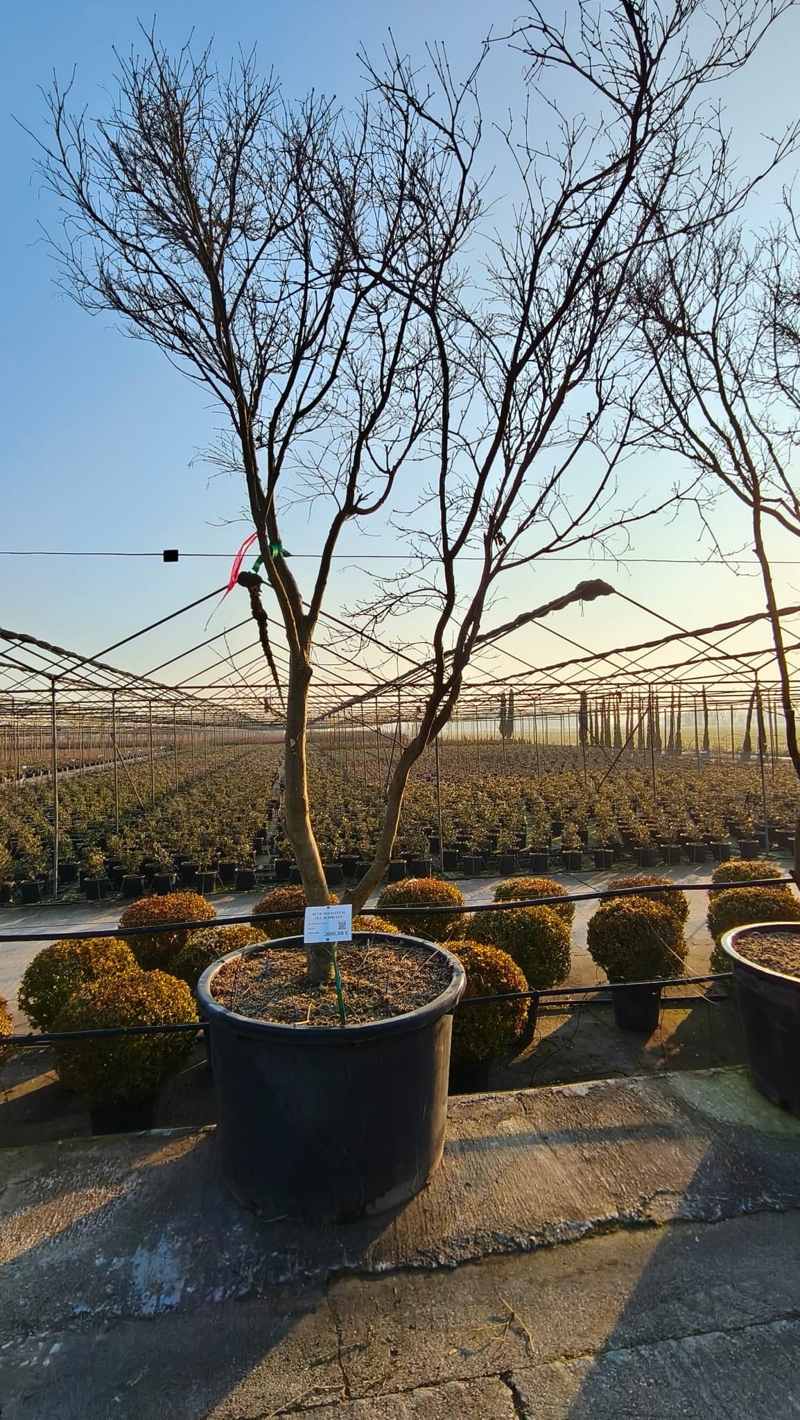 ACER.PA_.FG_.VC4_4989