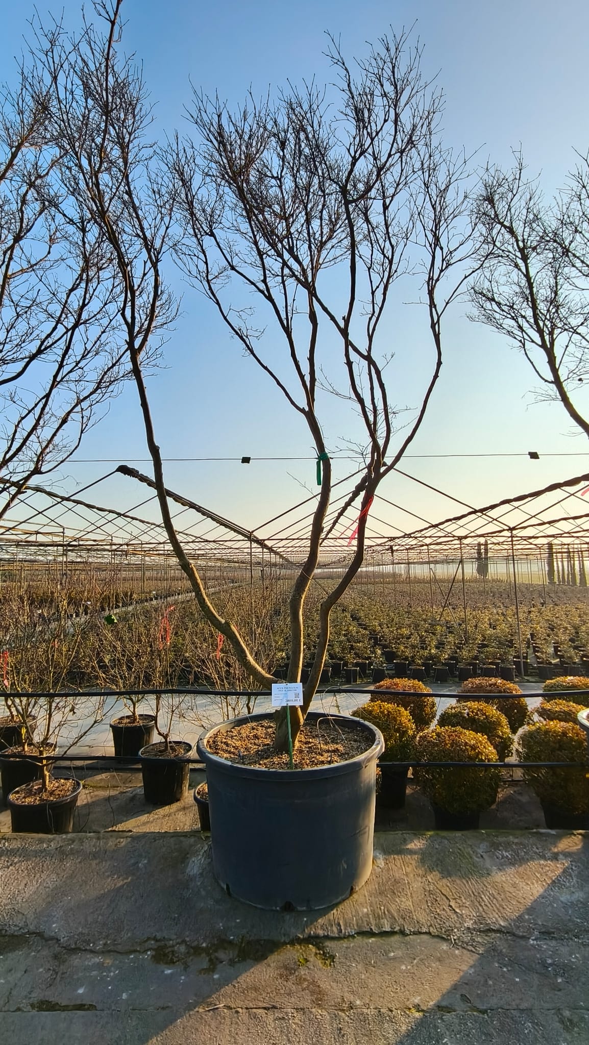 ACER.PA_.FG_.VC4_4990