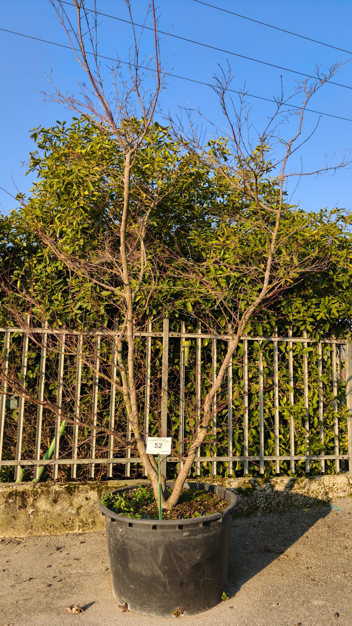 ACER.PA_.PO_.52VAS_4958