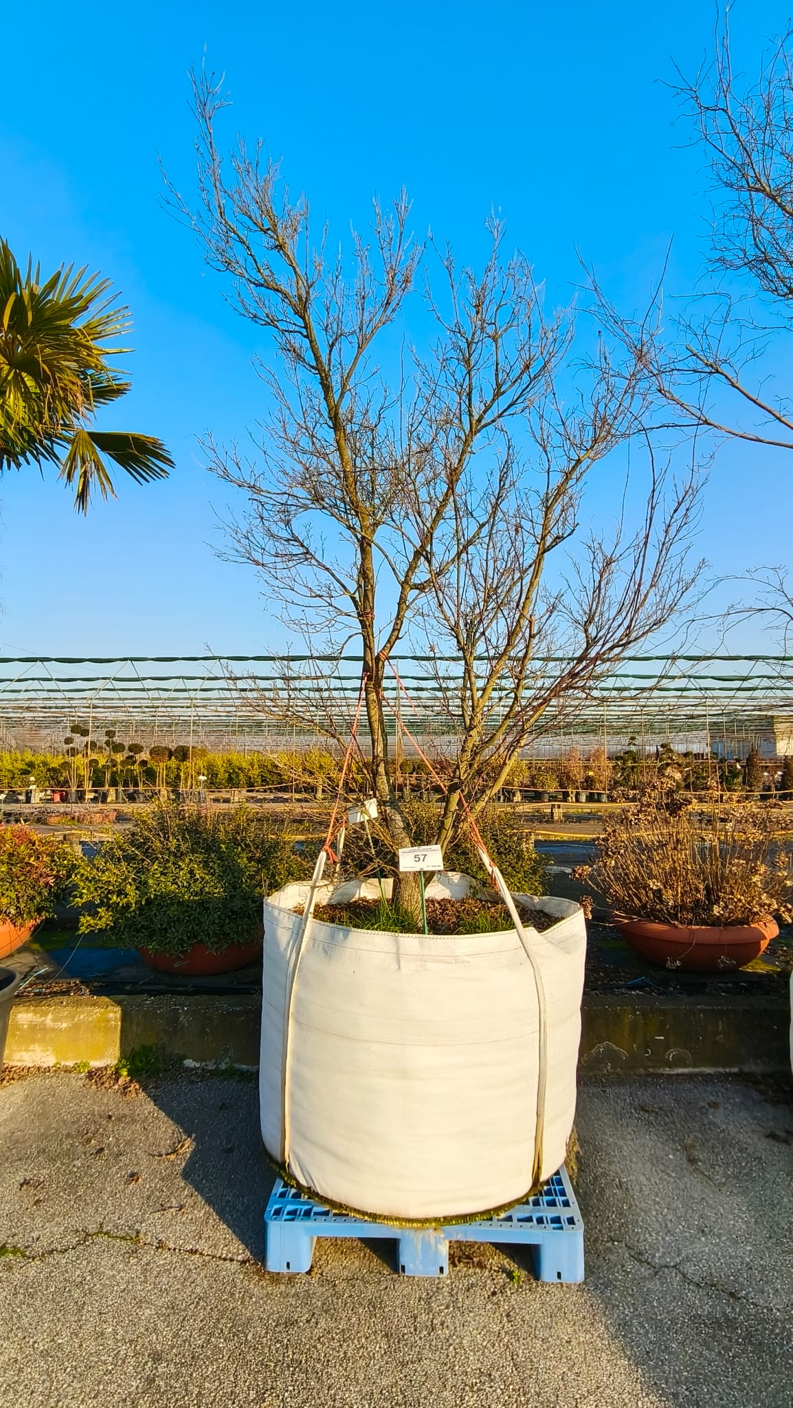 ACER.PA_.PO_.57VAS_4957