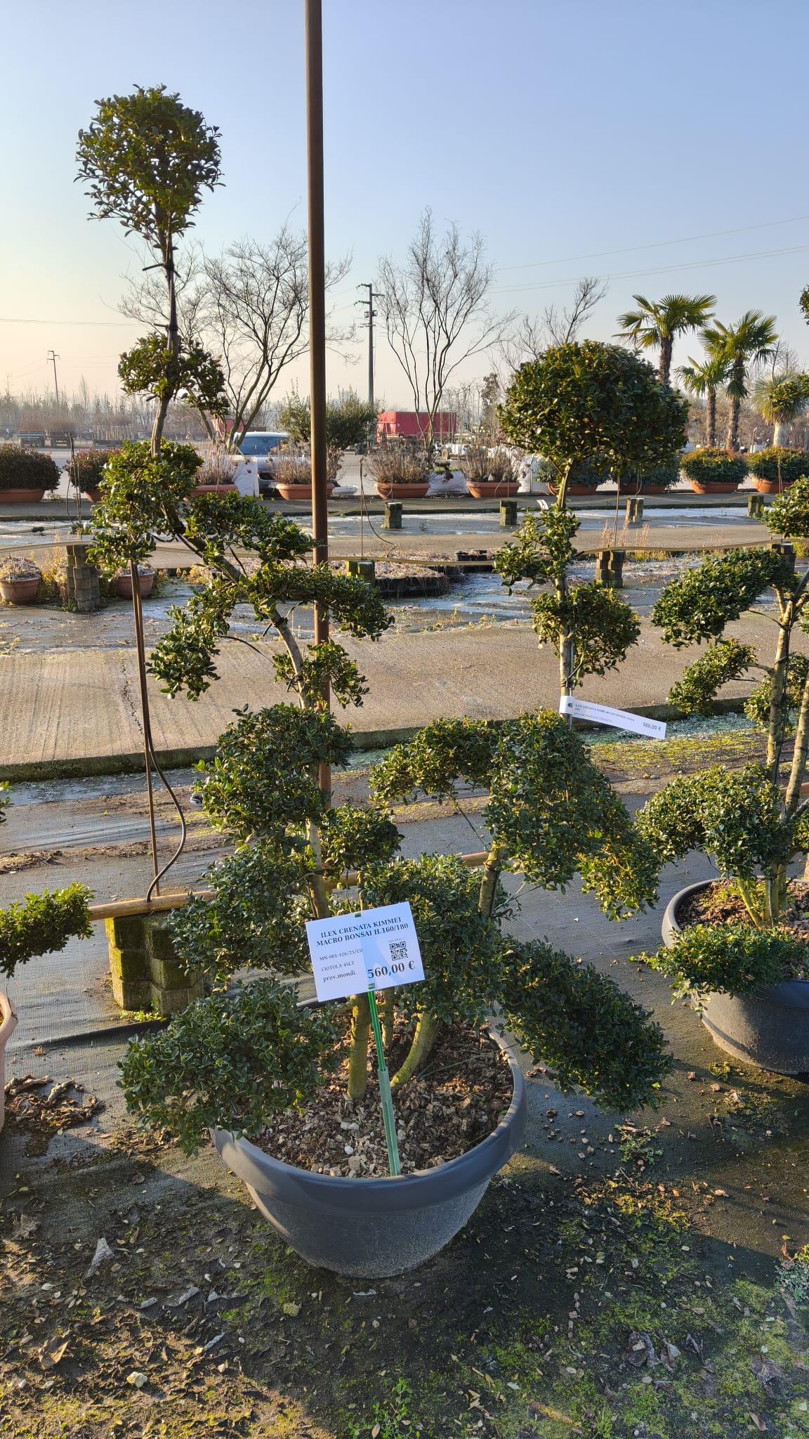 ILEX.CR_.KI_.T-_4978