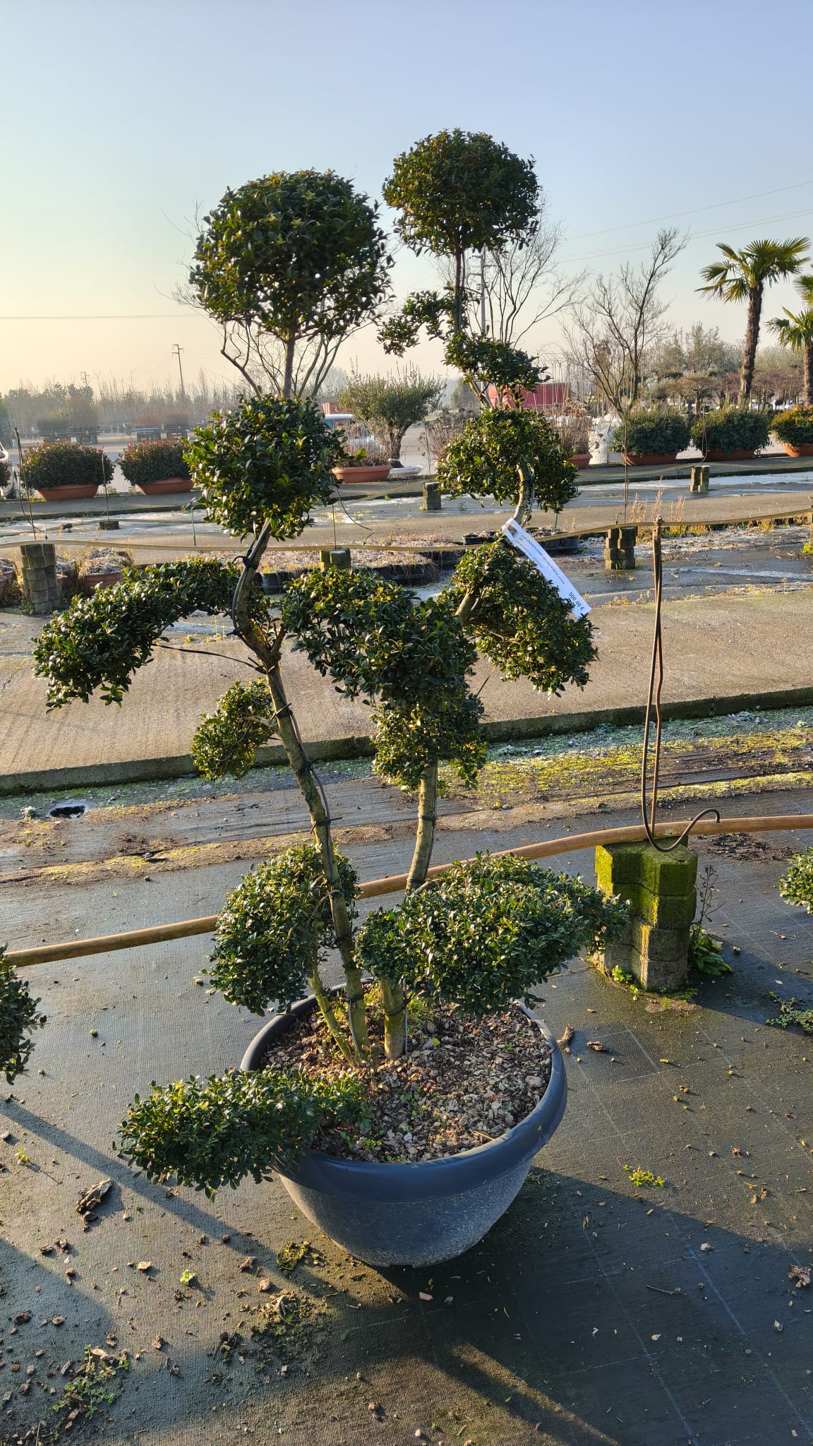 ILEX.CR_.KI_.T-_4979