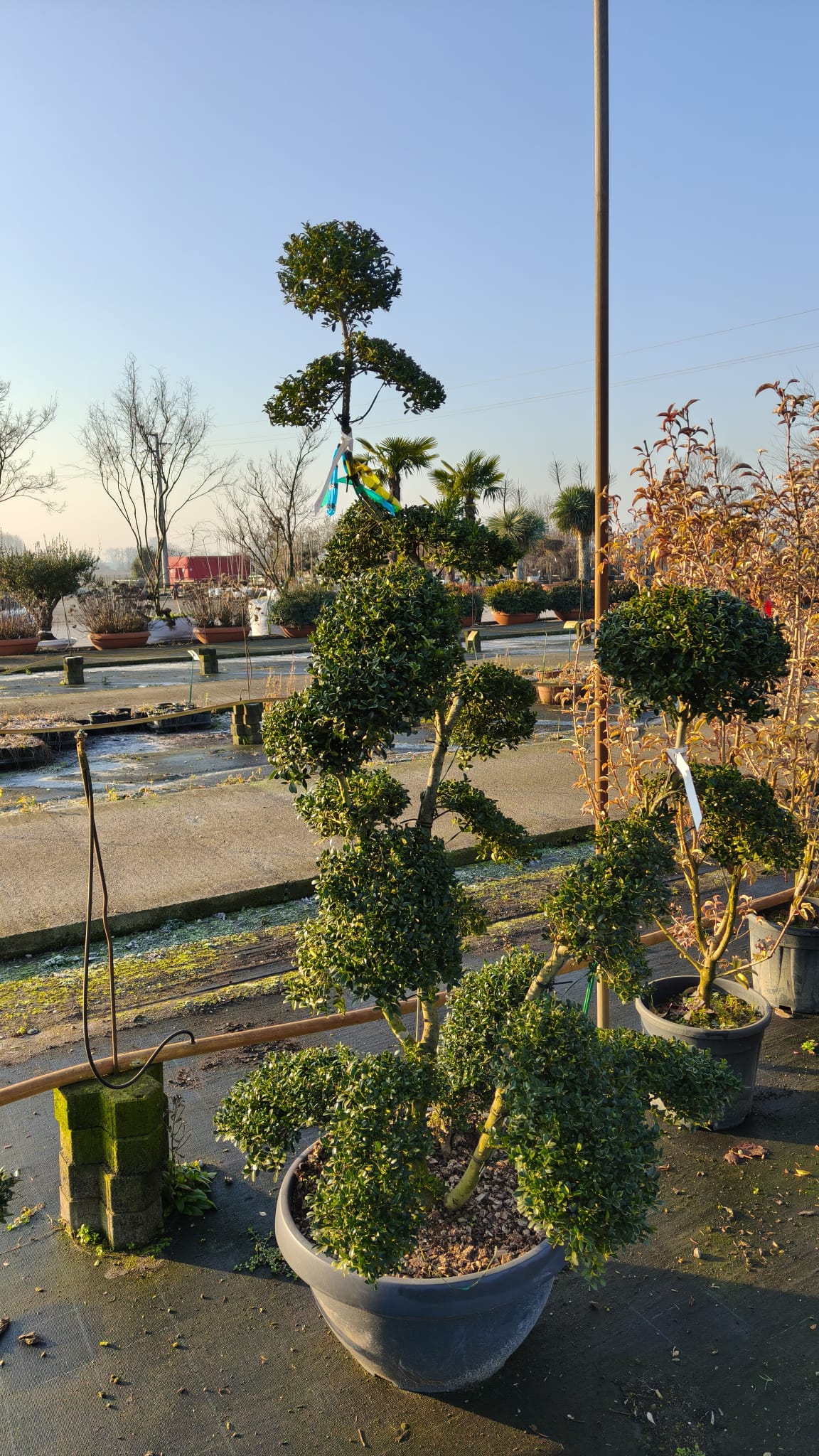 ILEX.CR_.KI_.T-_4980