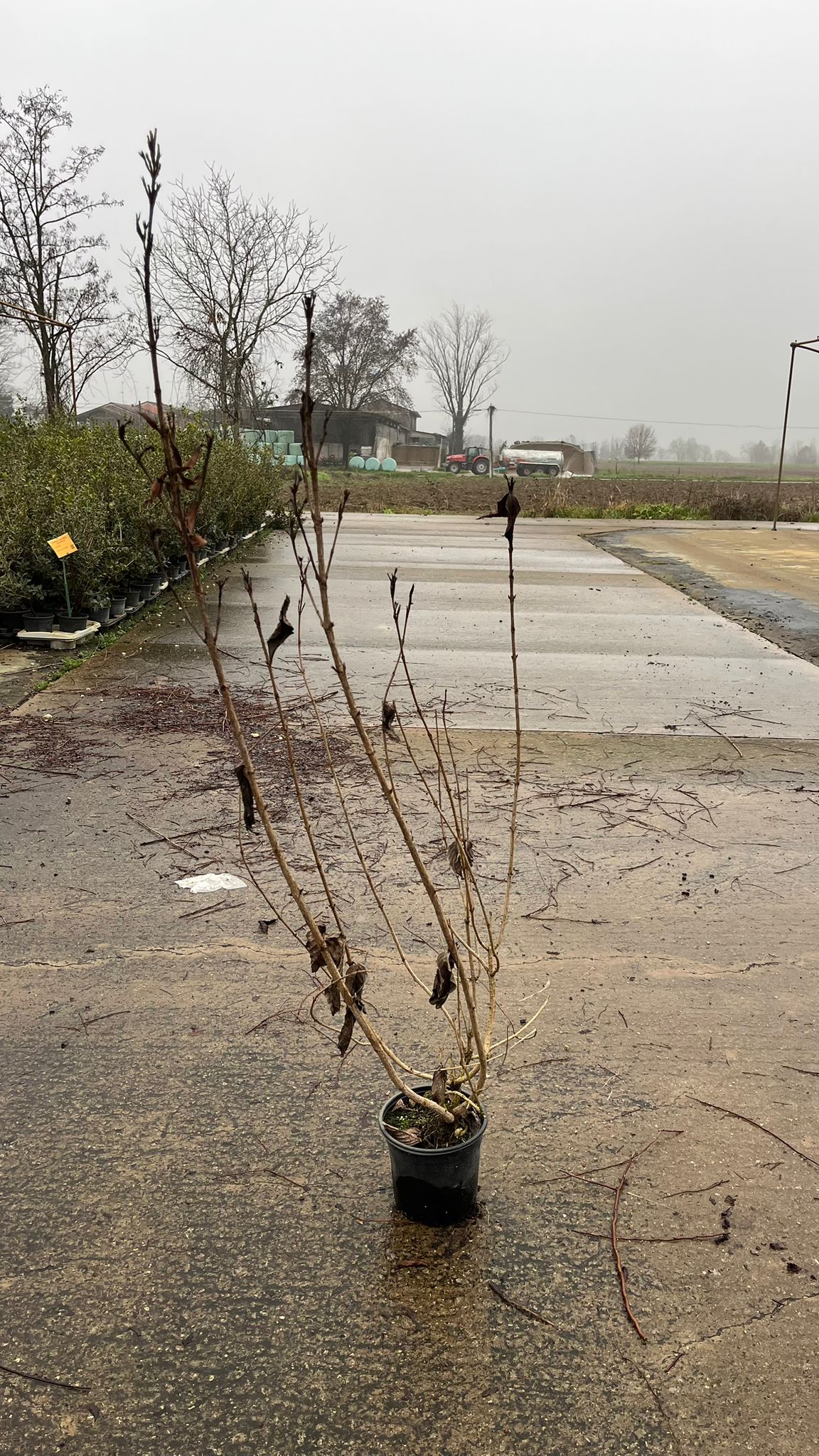 WEIG.FL_.BR_.B2_4906