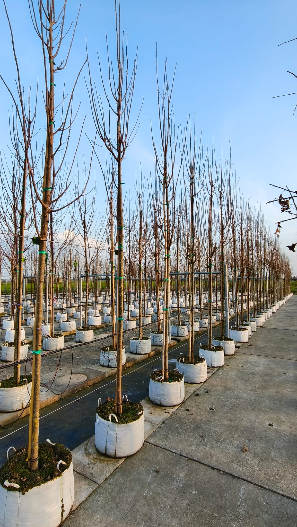 ACER.CA_.LI_.V2_5049