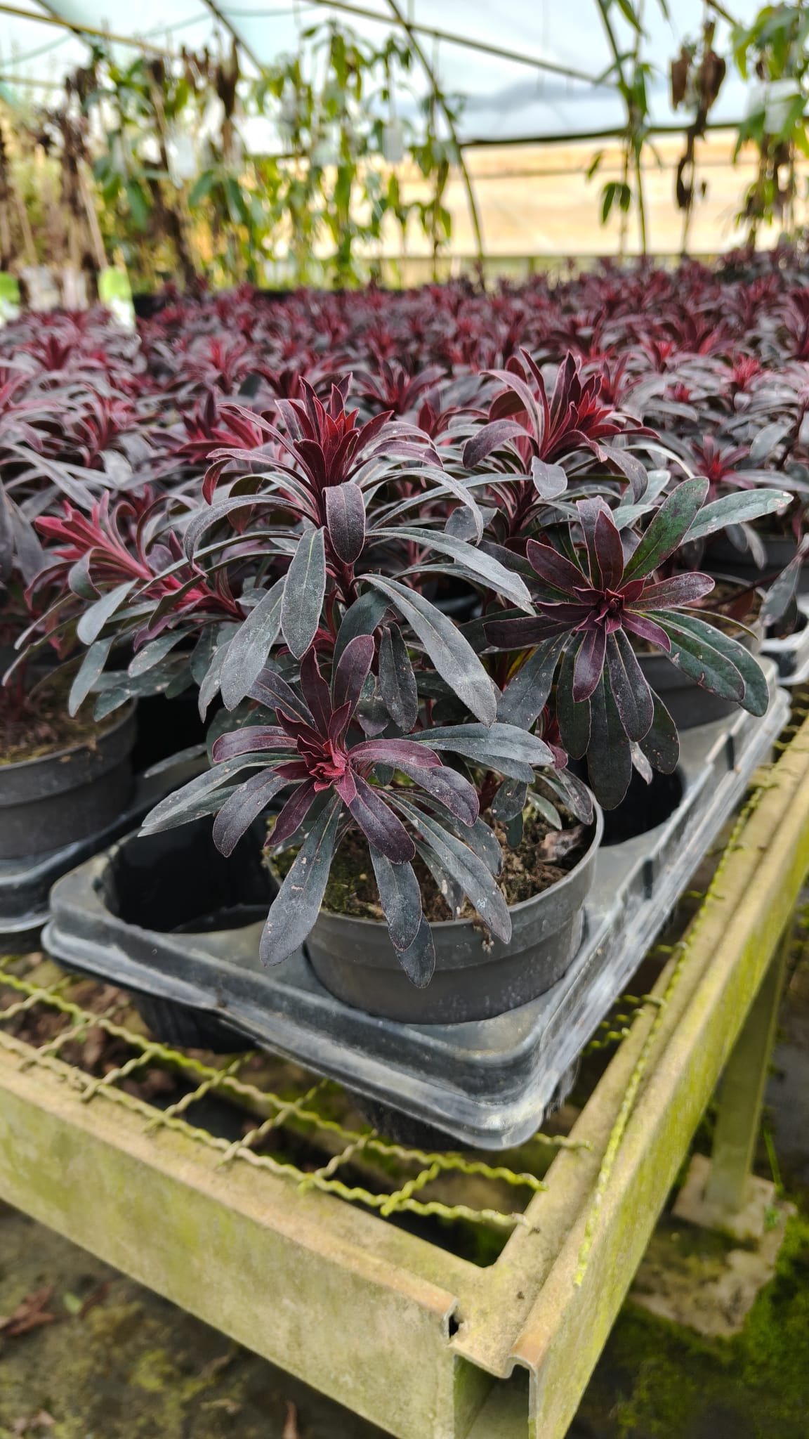 EUPH.AM_.MM_.B2_4997