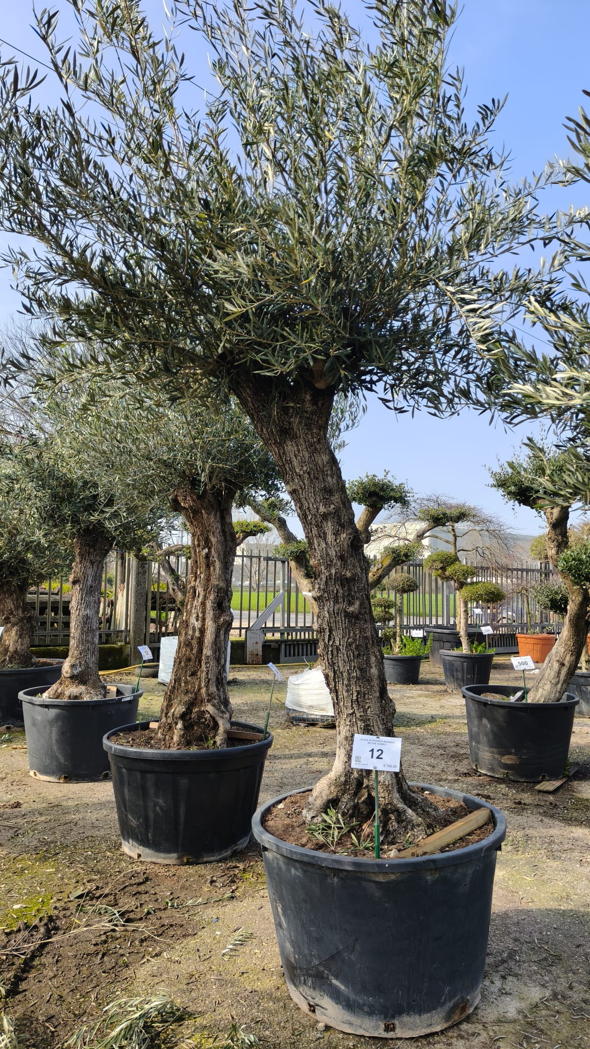 OLEA.EU_.12_5011