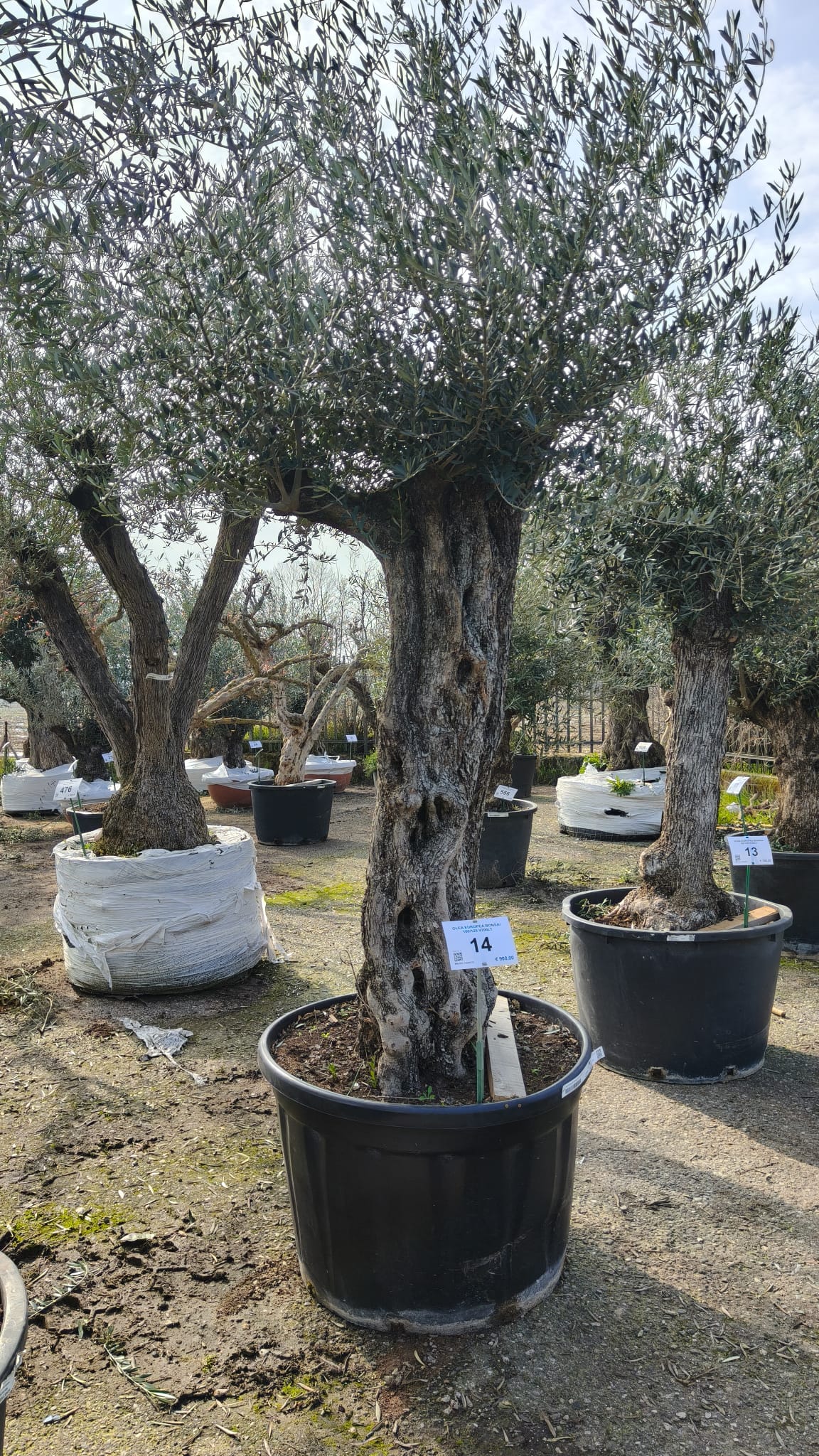 OLEA.EU_.14_5005