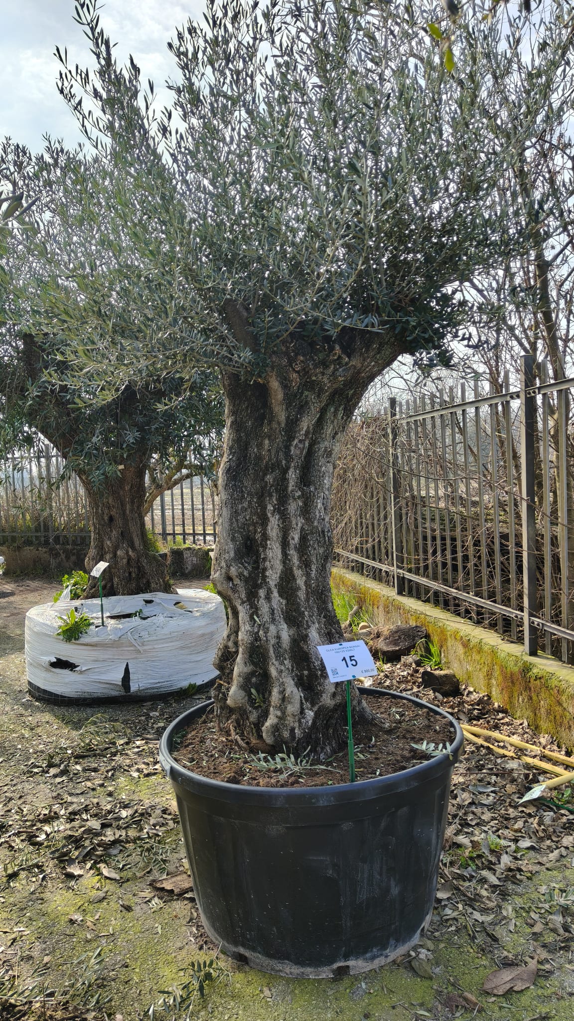 OLEA.EU_.15_5006