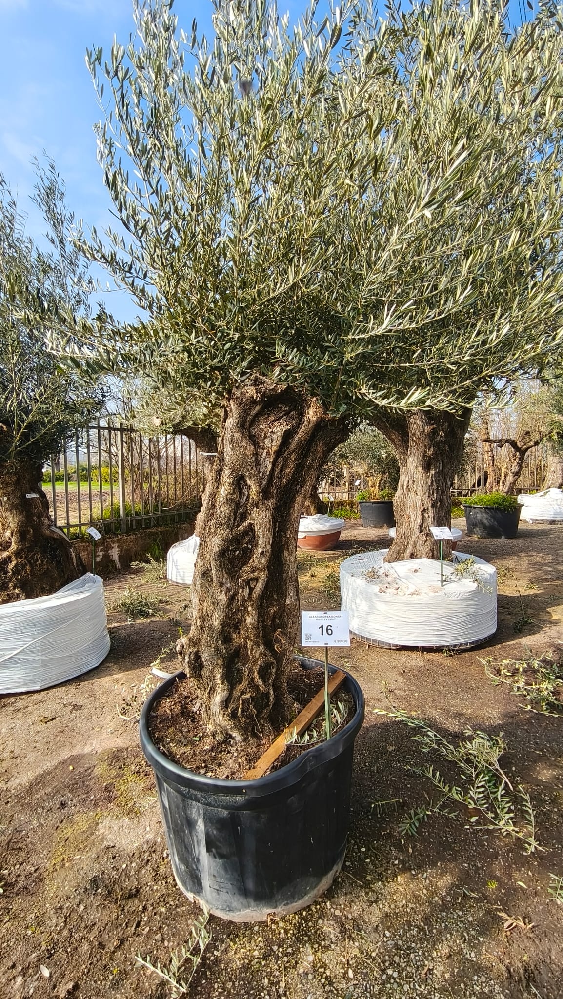 OLEA.EU_.16_5007