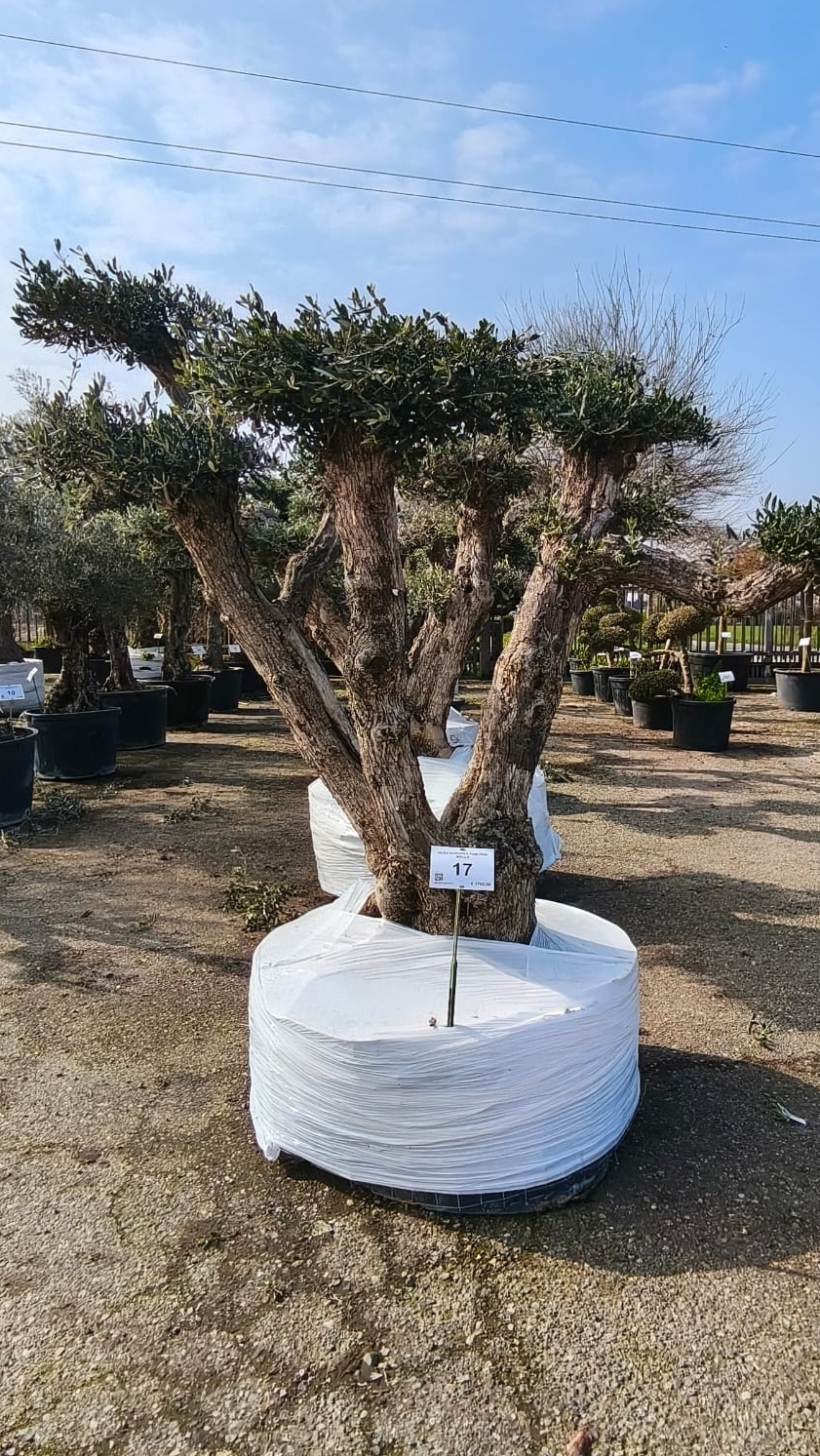 OLEA.EU_.17_5019