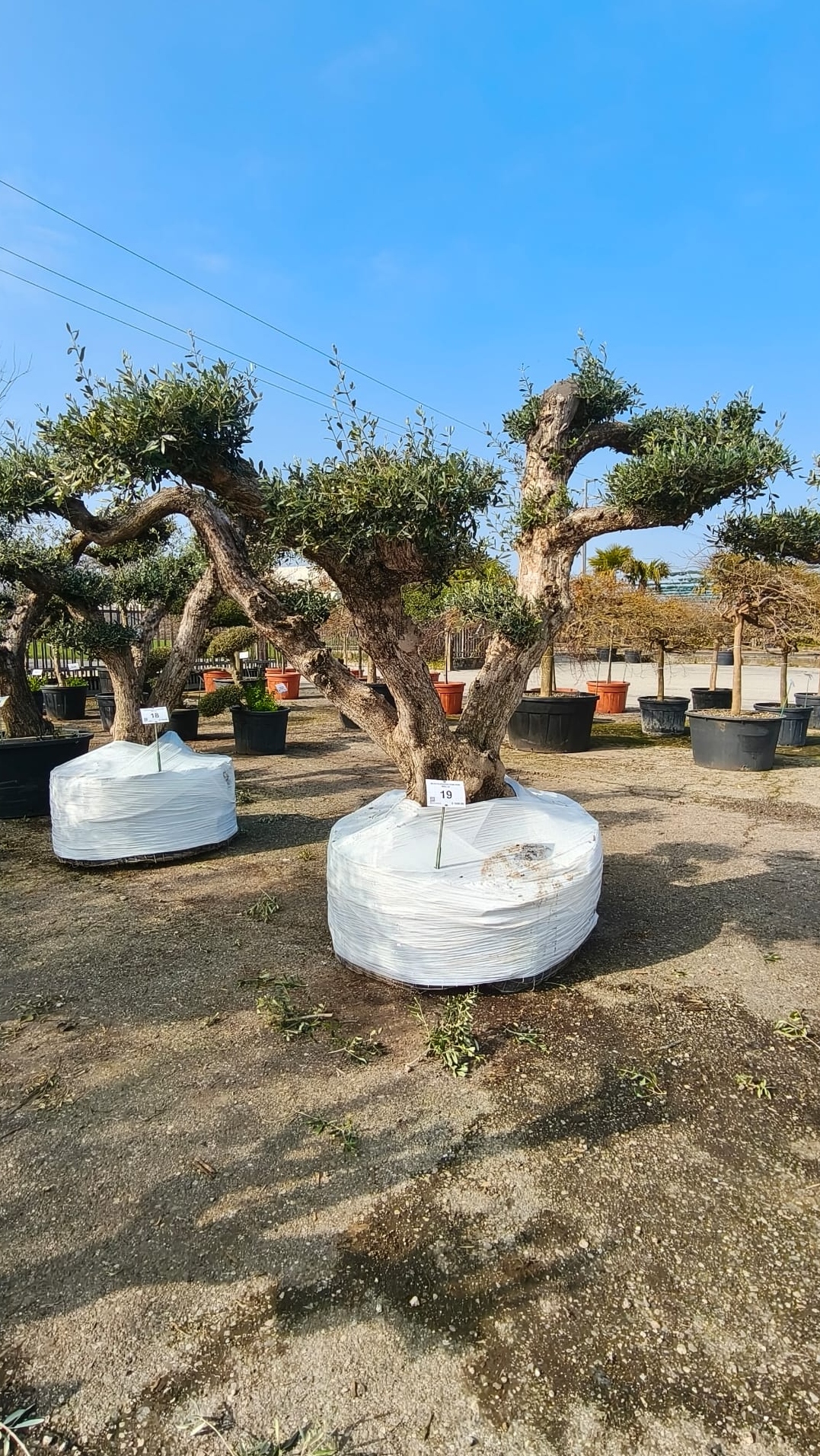 OLEA.EU_.19_5018